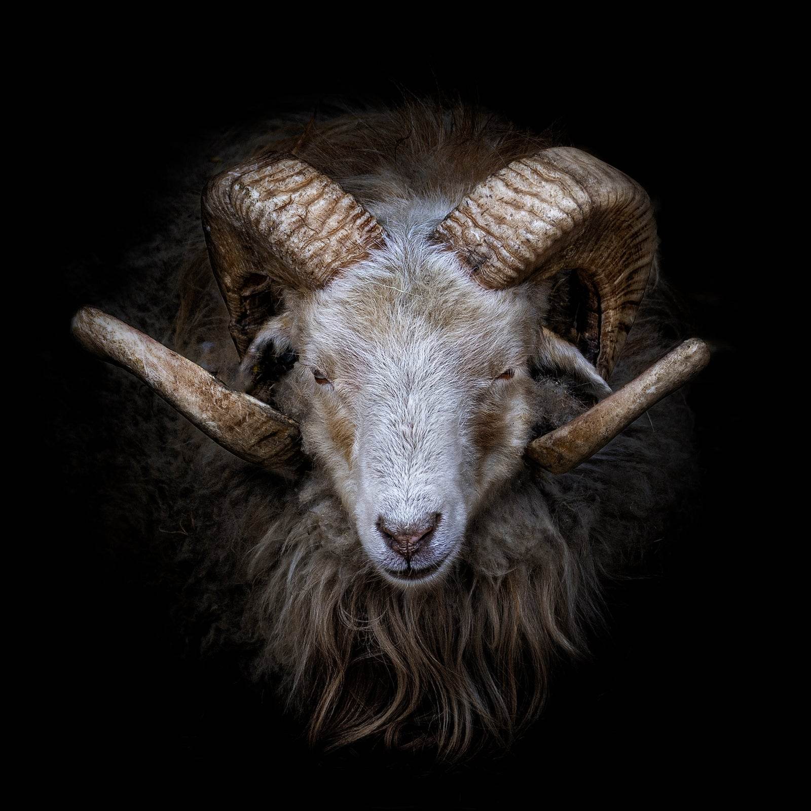 Skudde Domesticated Sheep From Estonia - beink online art store