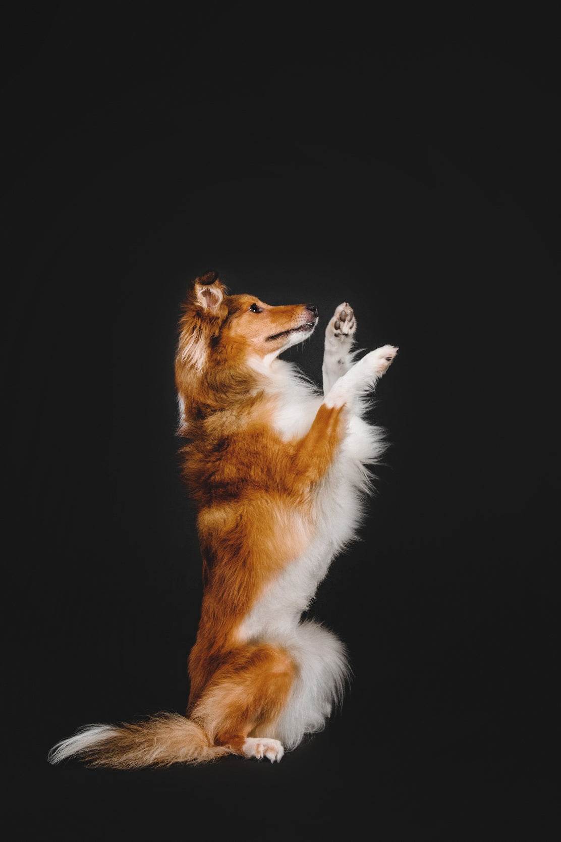 Rough Collie Animal Wall Art - beink online art store