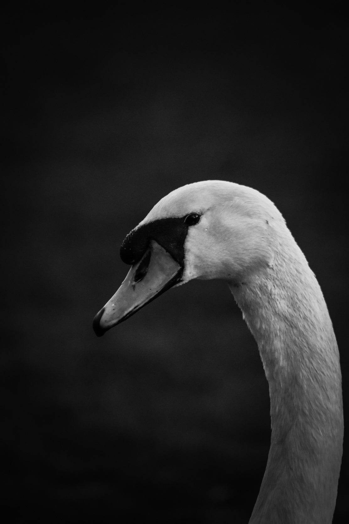 Mute Swan Black & White Wall Art - beink online art store