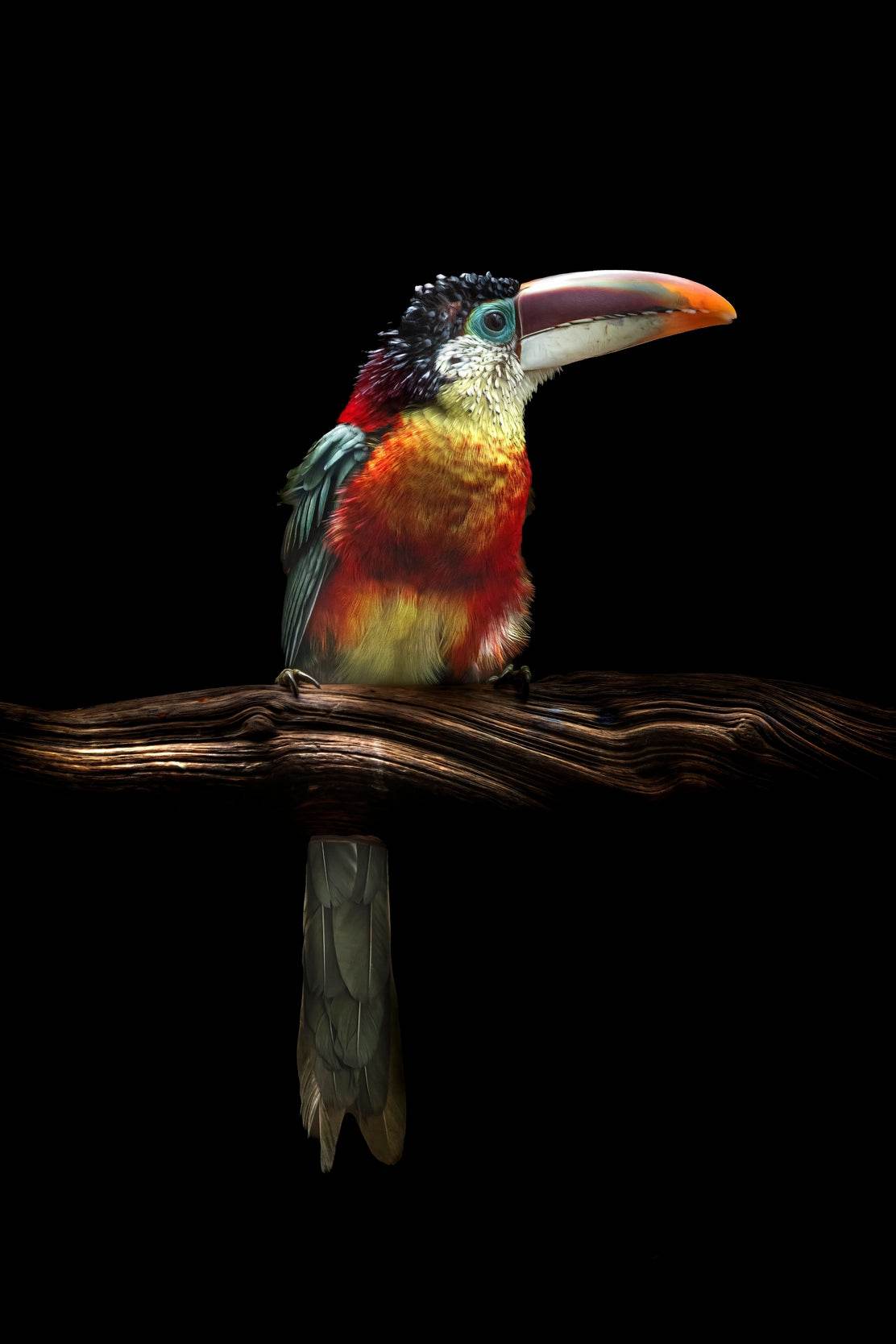 Curl-Crested Aracari Bird Wall Art - beink online art store