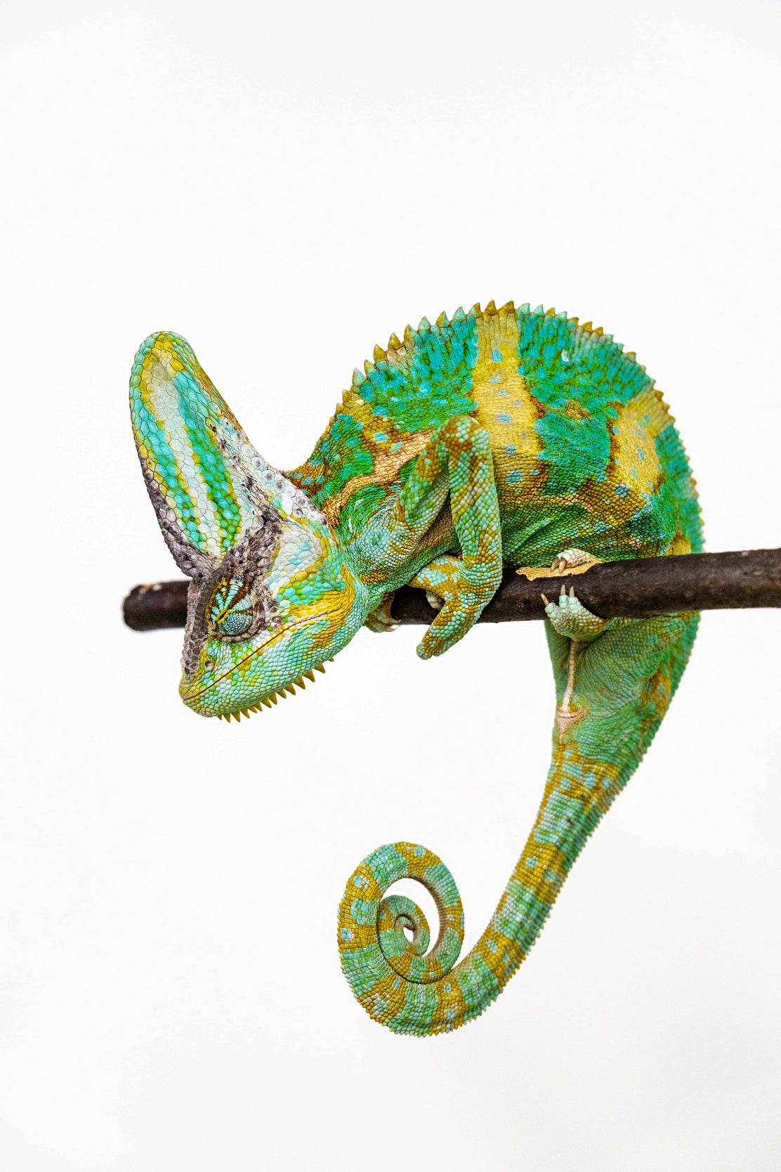 Veiled Chameleon Animal Wall Art - beink online art store