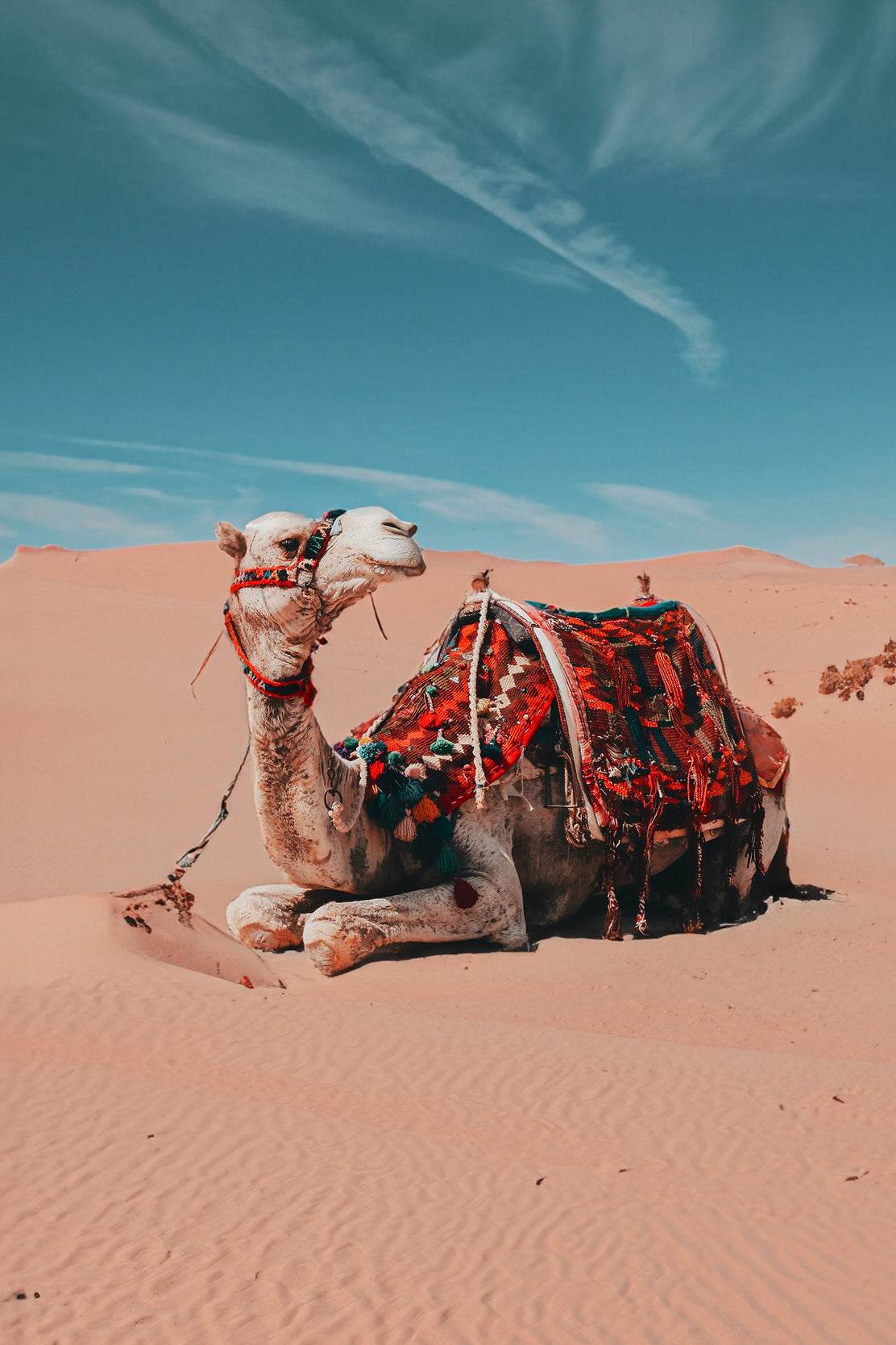 Resting in the Sands Wall Art - beink online art store