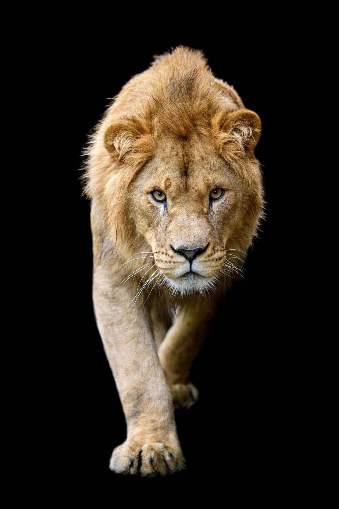Asiatic Lion Animal Wall Art - beink online art store