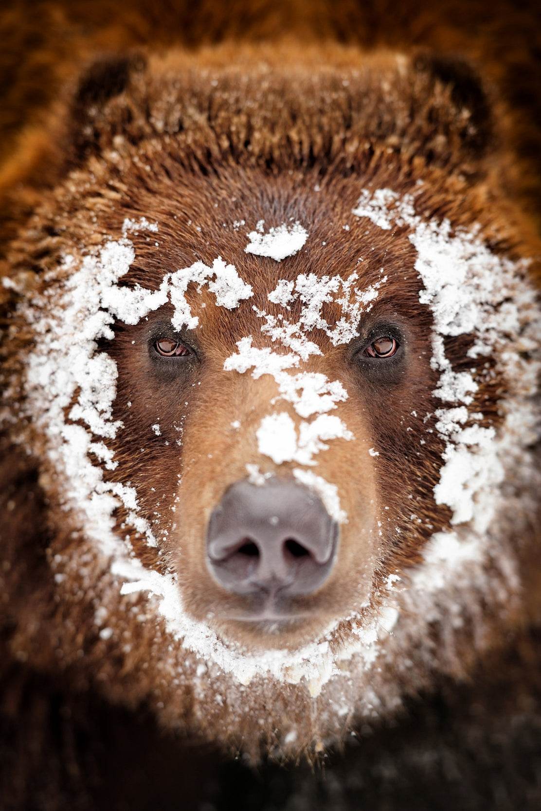 Grizzly Bear Animal Wall Art - beink online art store