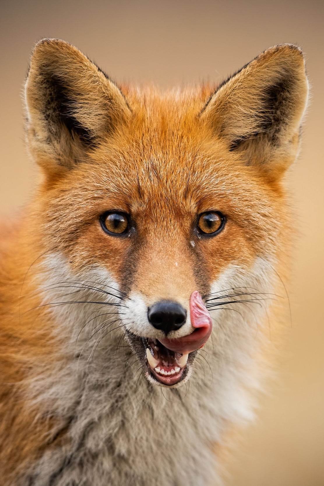 Japanese Red Fox Animal Wall Art - beink online art store