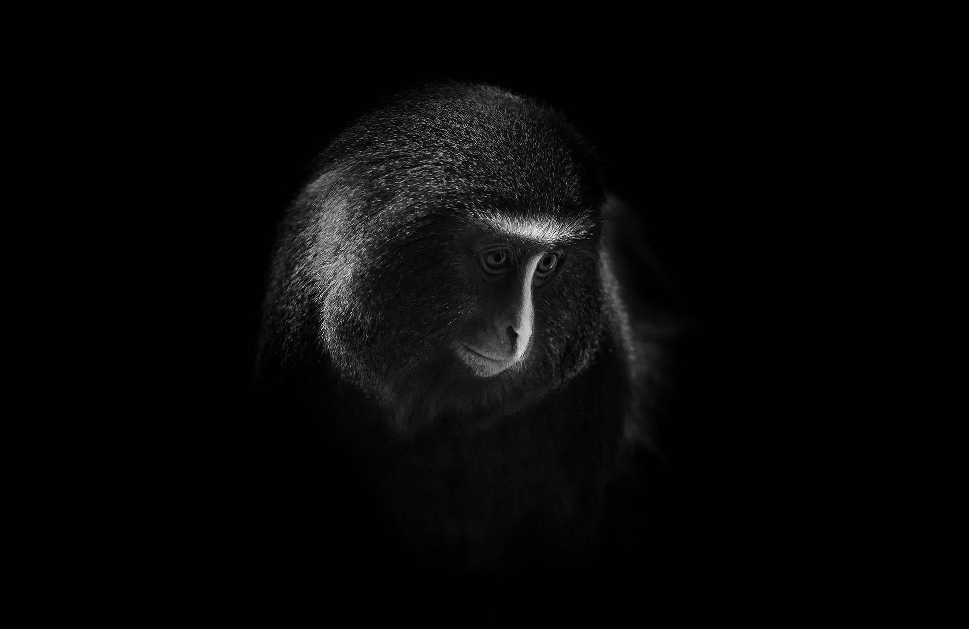 Owl Faced Moneky Black & White All Art - beink online art store