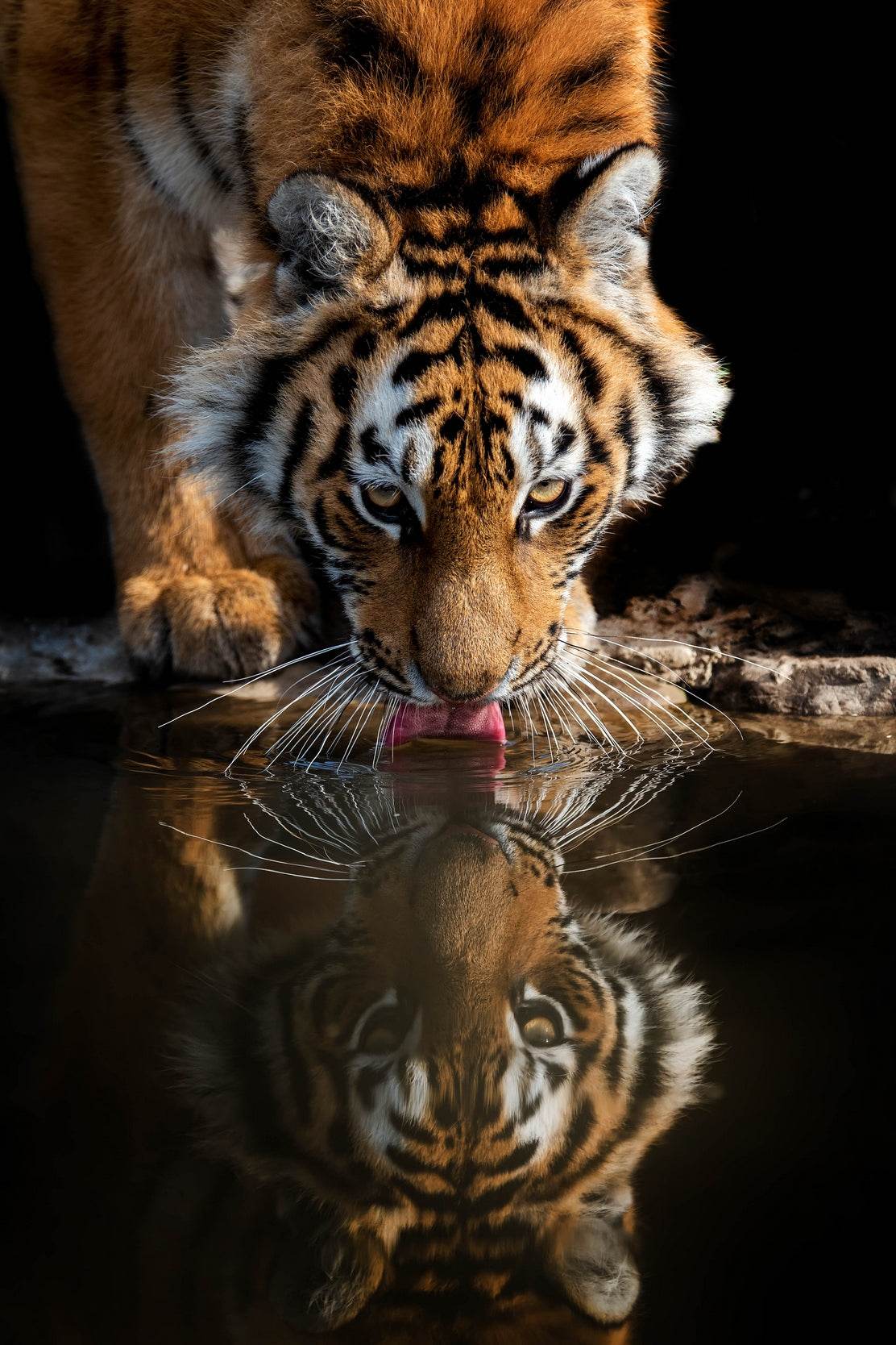 Bengal Tiger Drinking Water Animal Wall Art - beink online art store