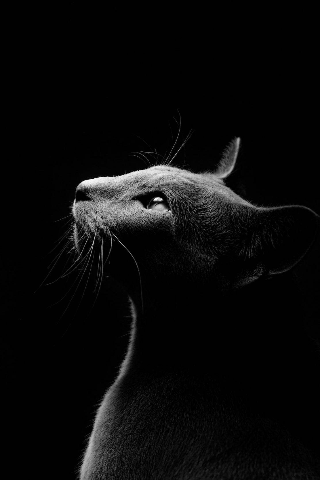 Oriental Shorthair Cat Black & White Wall Art - beink online art store