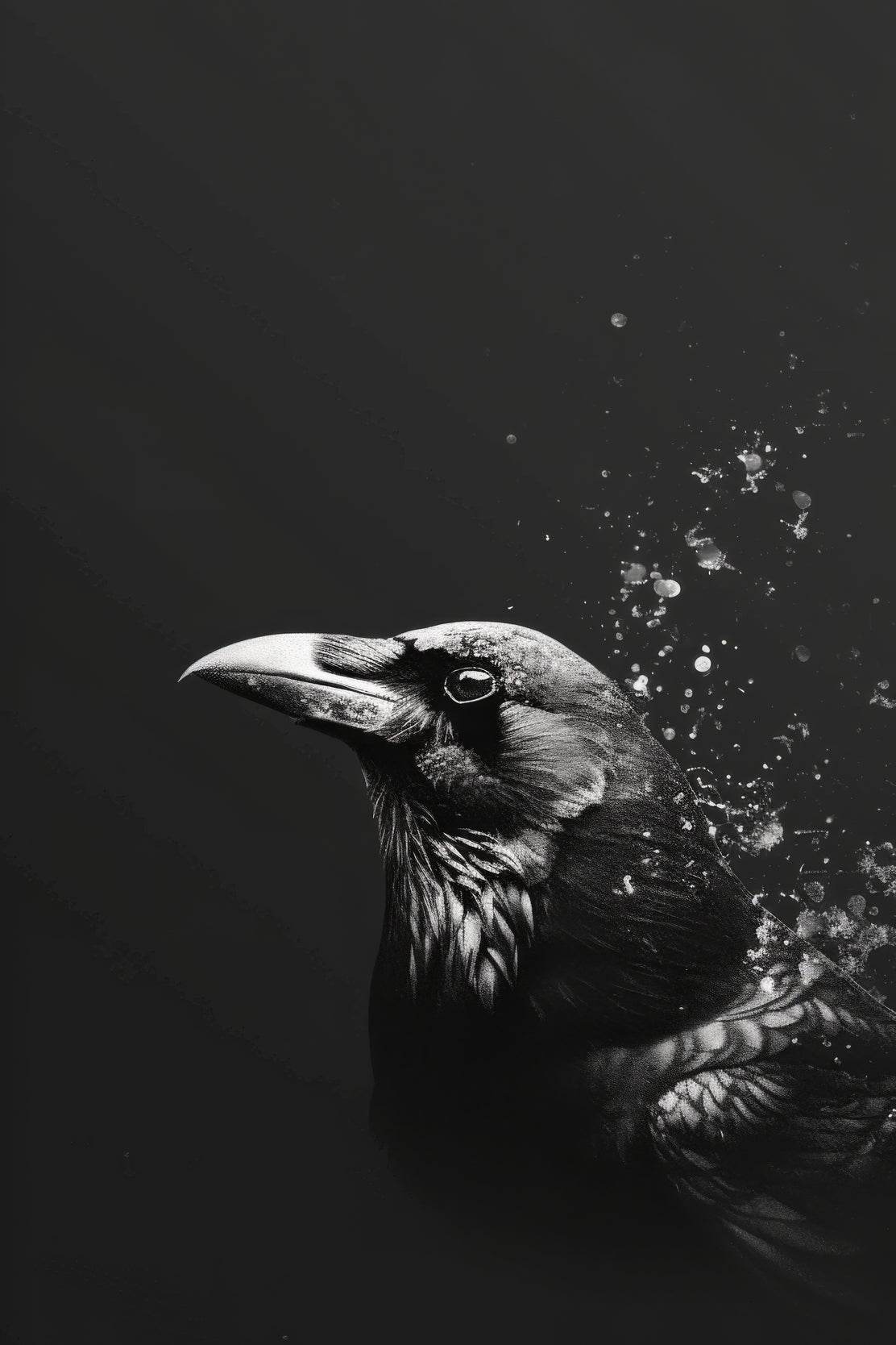Common Raven Black and White Wall Art - beink online art store