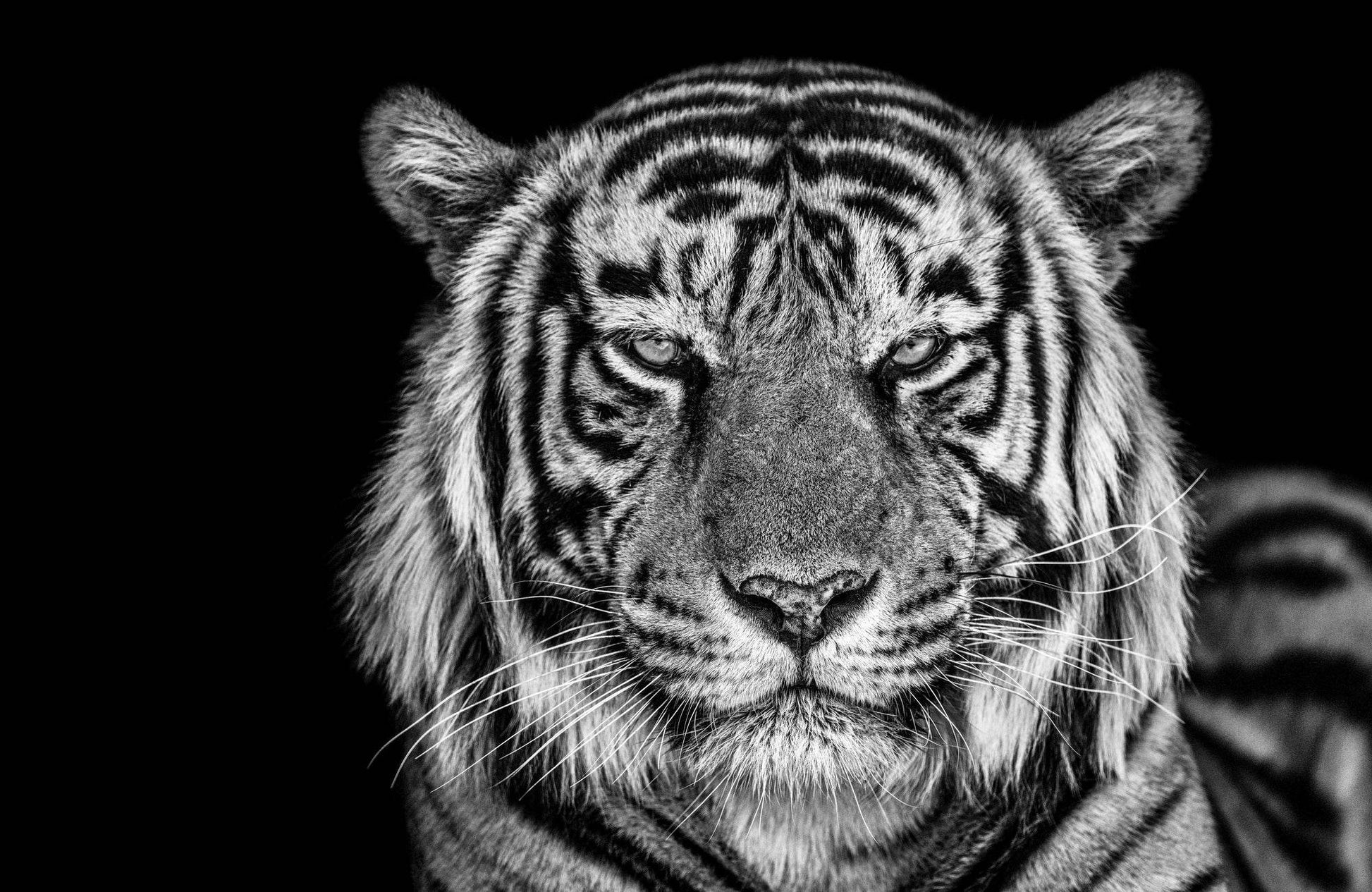 Bengal Tiger Face Cut Black & White Wall Art - beink online art store