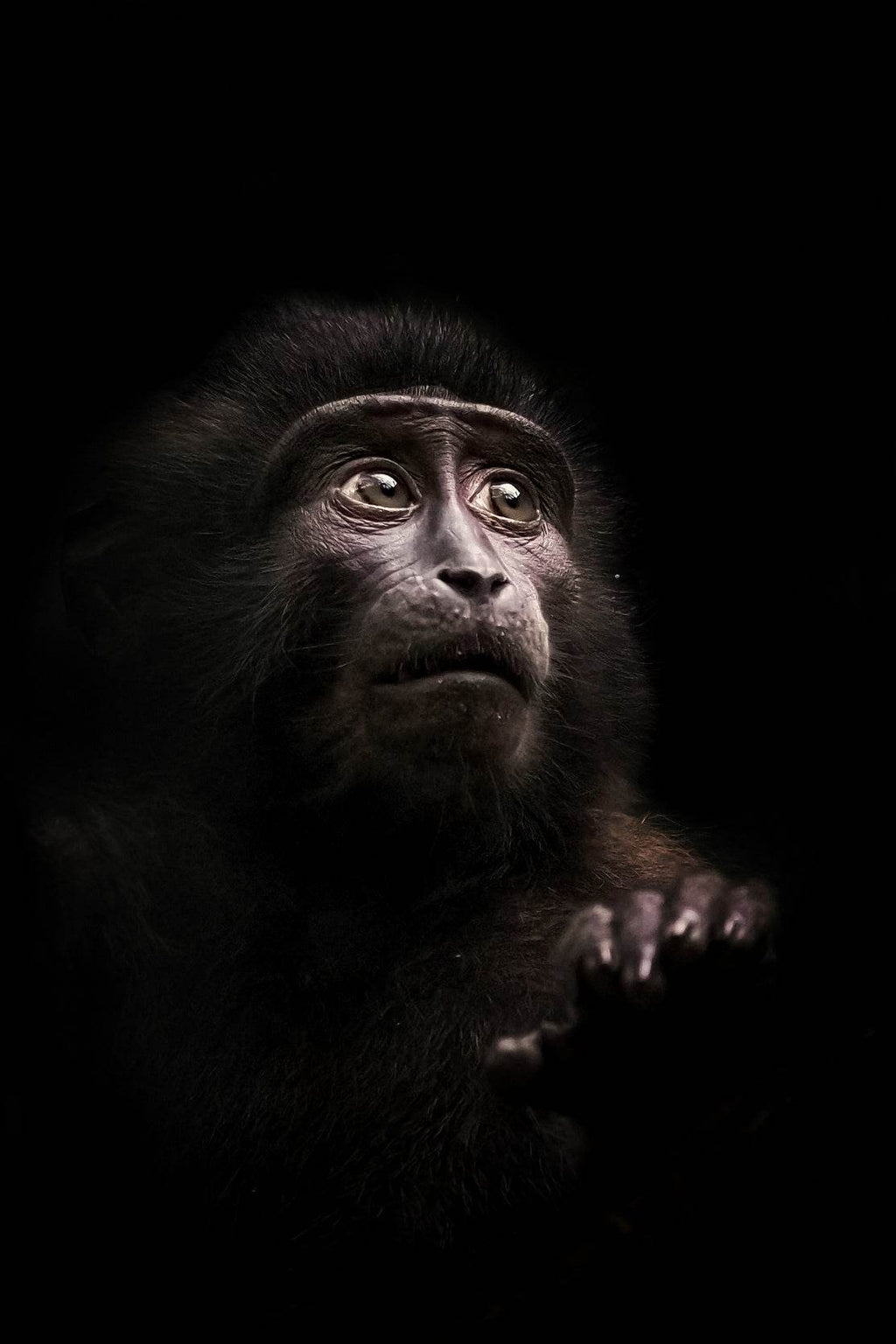 Black Monkey Animal Wall Art - beink online art store