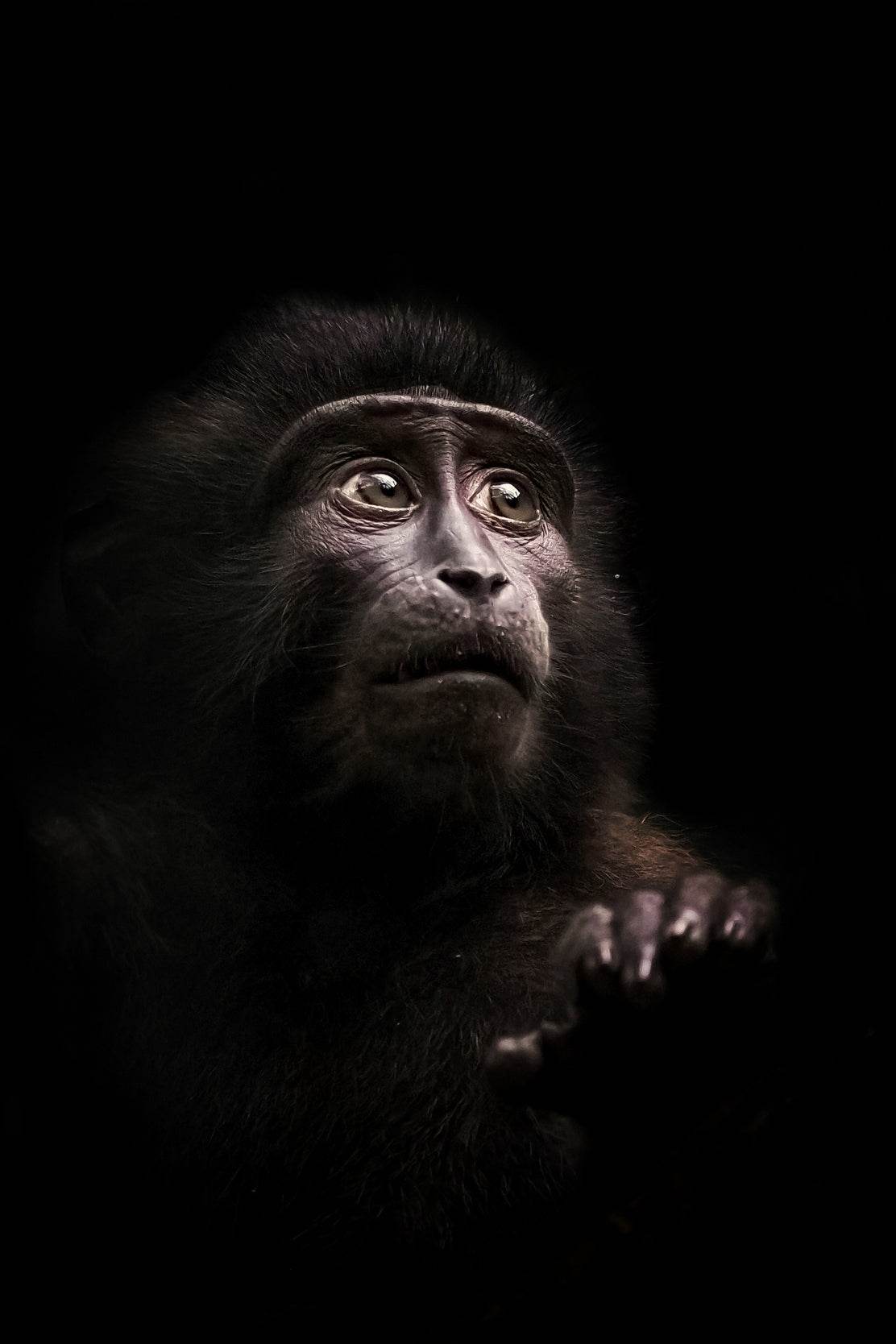 Black Monkey Animal Wall Art - beink online art store