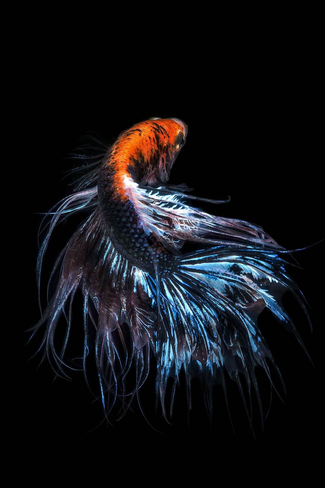 Siamese Fighting Fish Animal Wall Art - beink online art store