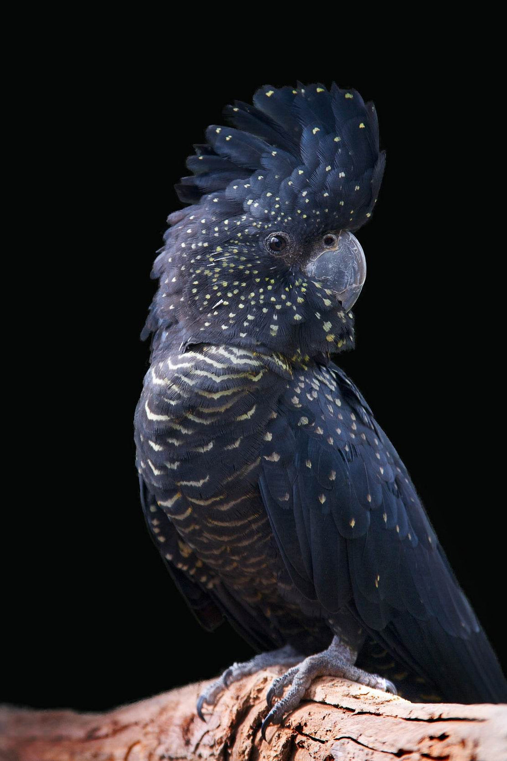 Red-Tailed Black Cockatoo Bird Wall Art - beink online art store