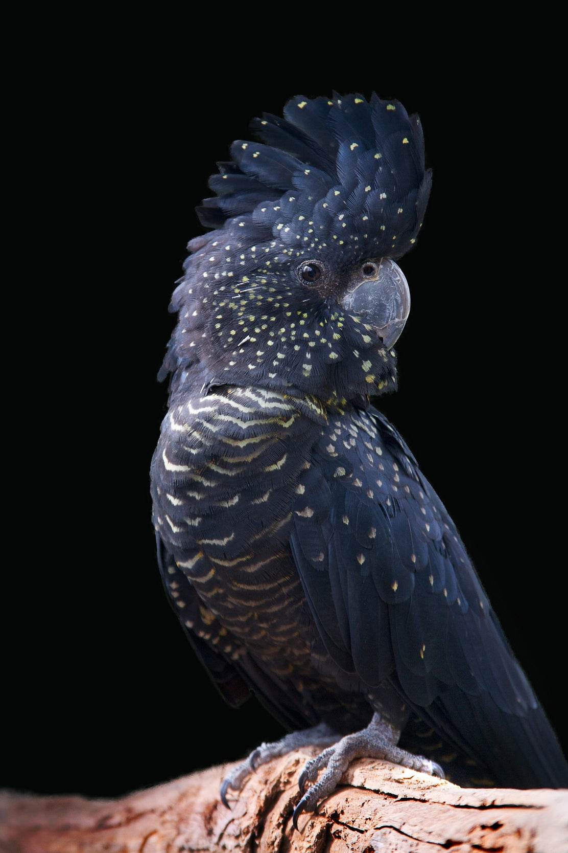 Red-Tailed Black Cockatoo Bird Wall Art - beink online art store