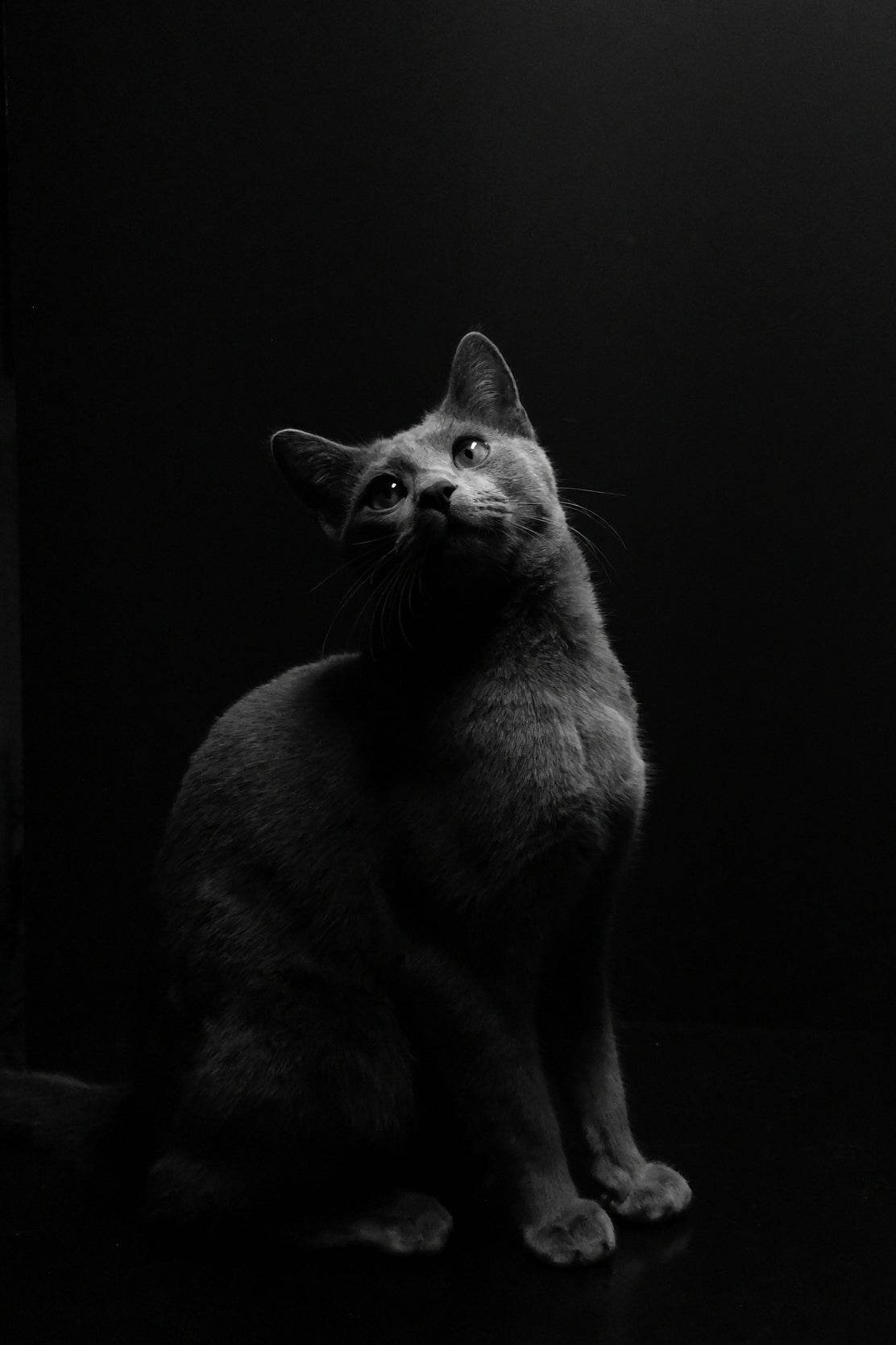 Russian Blue Cat Black & White Wall Art - beink online art store
