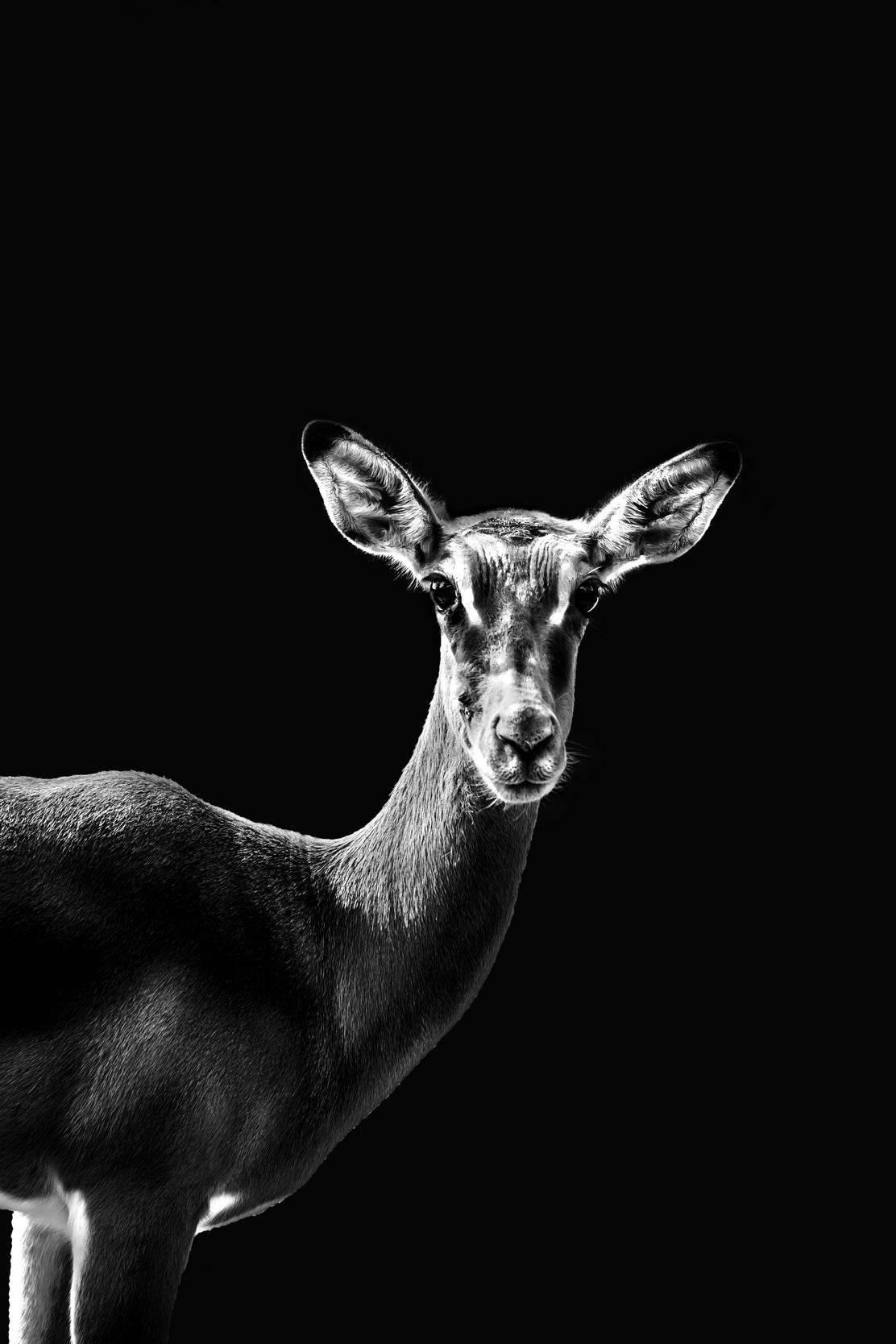 Impala Black and White Wall Art - beink online art store