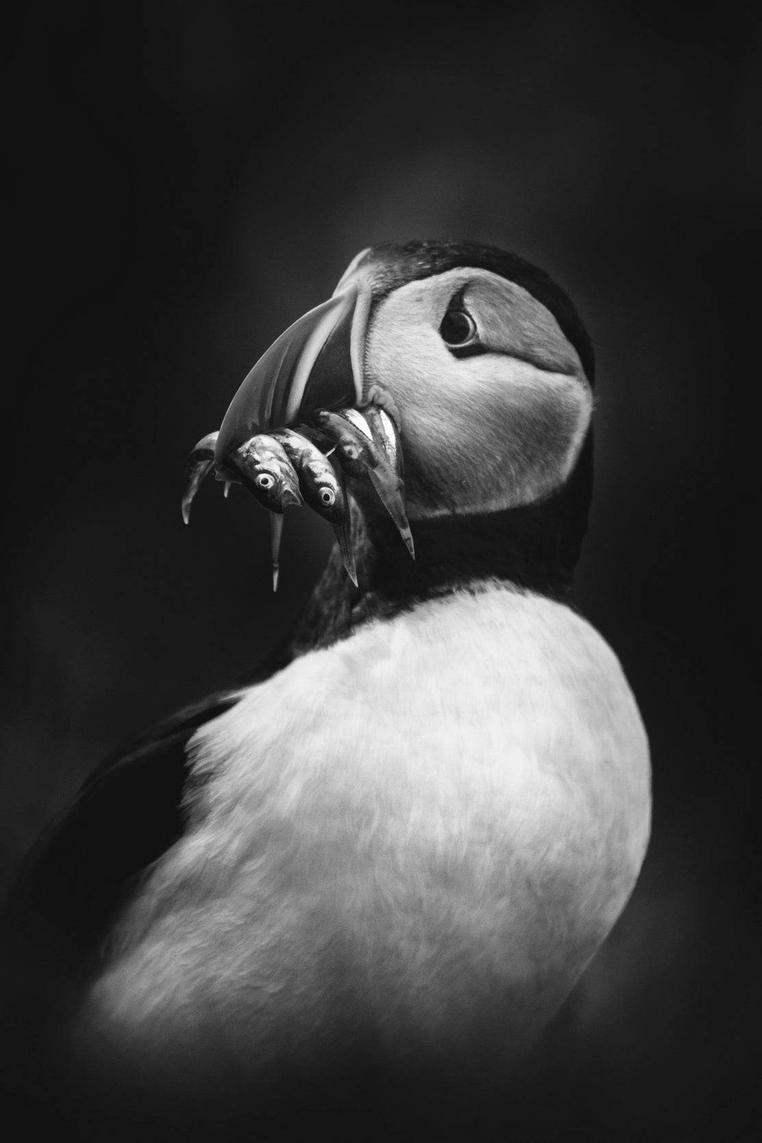 Atlantic Puffin Black & White Wall Art - beink online art store