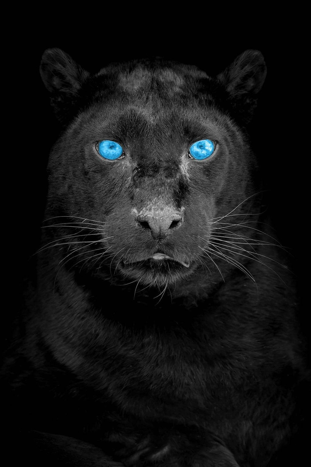 Black Panther Animal Wall Art - beink online art store