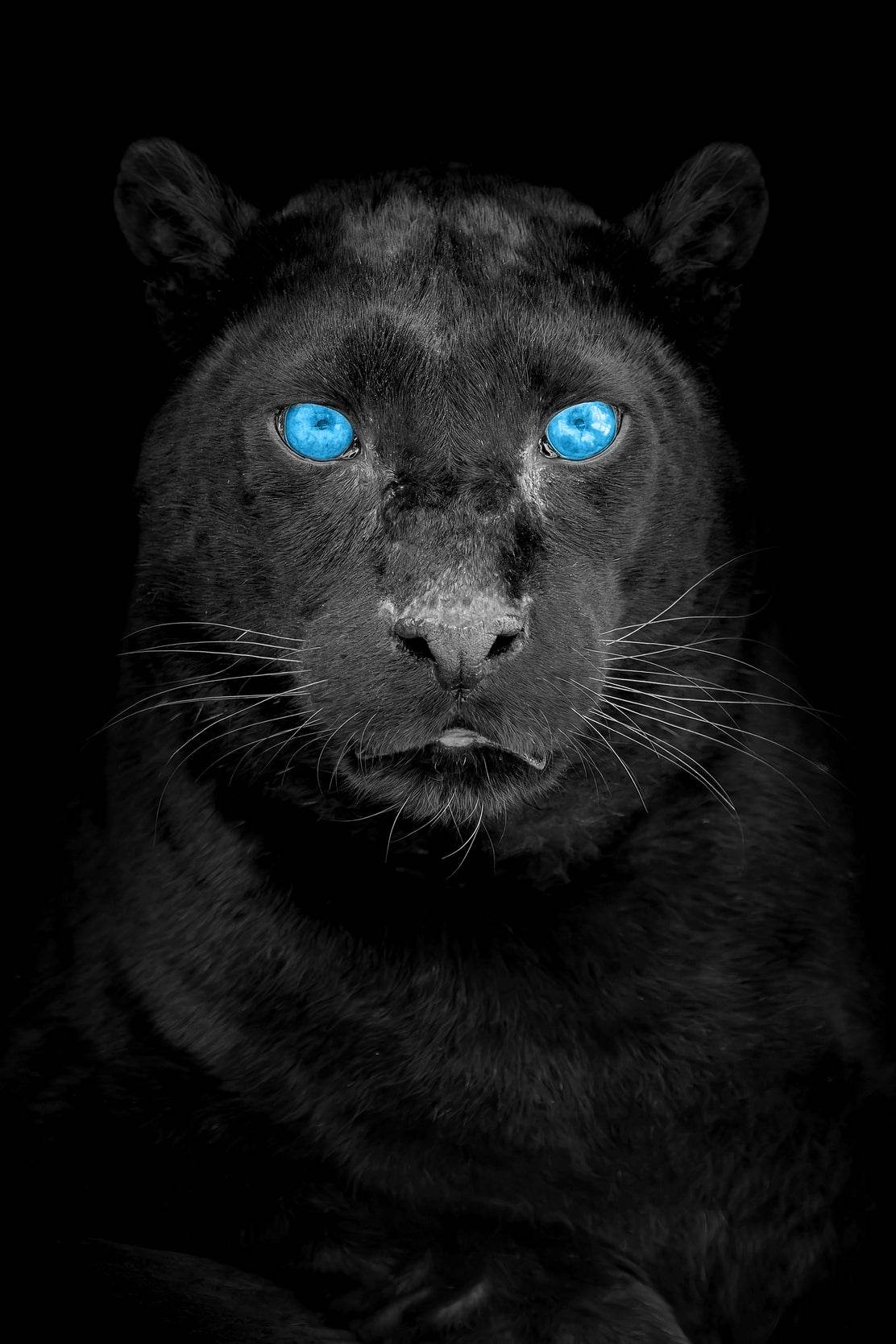 Black Panther Animal Wall Art - beink online art store