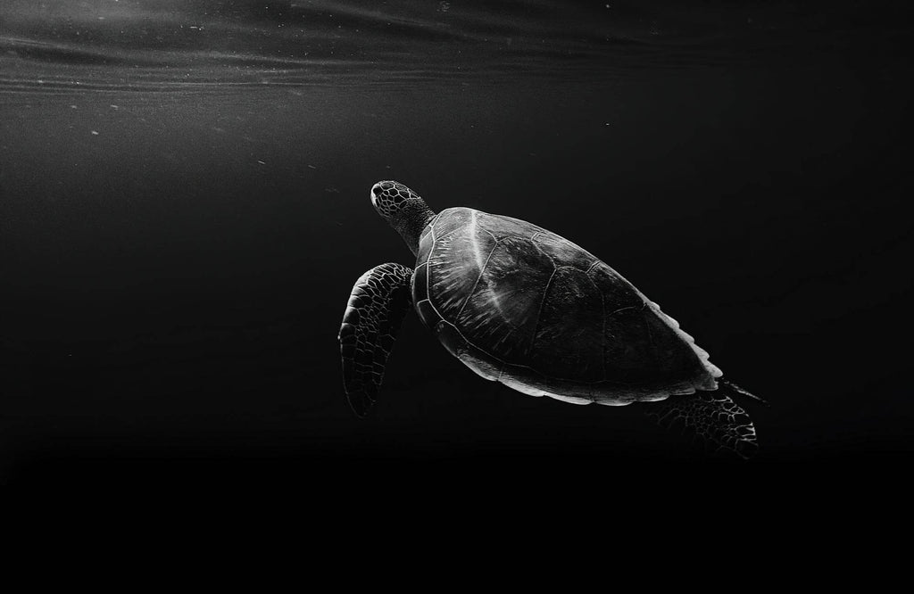 Green Sea Turtle Black & White Wall Art - beink online art store