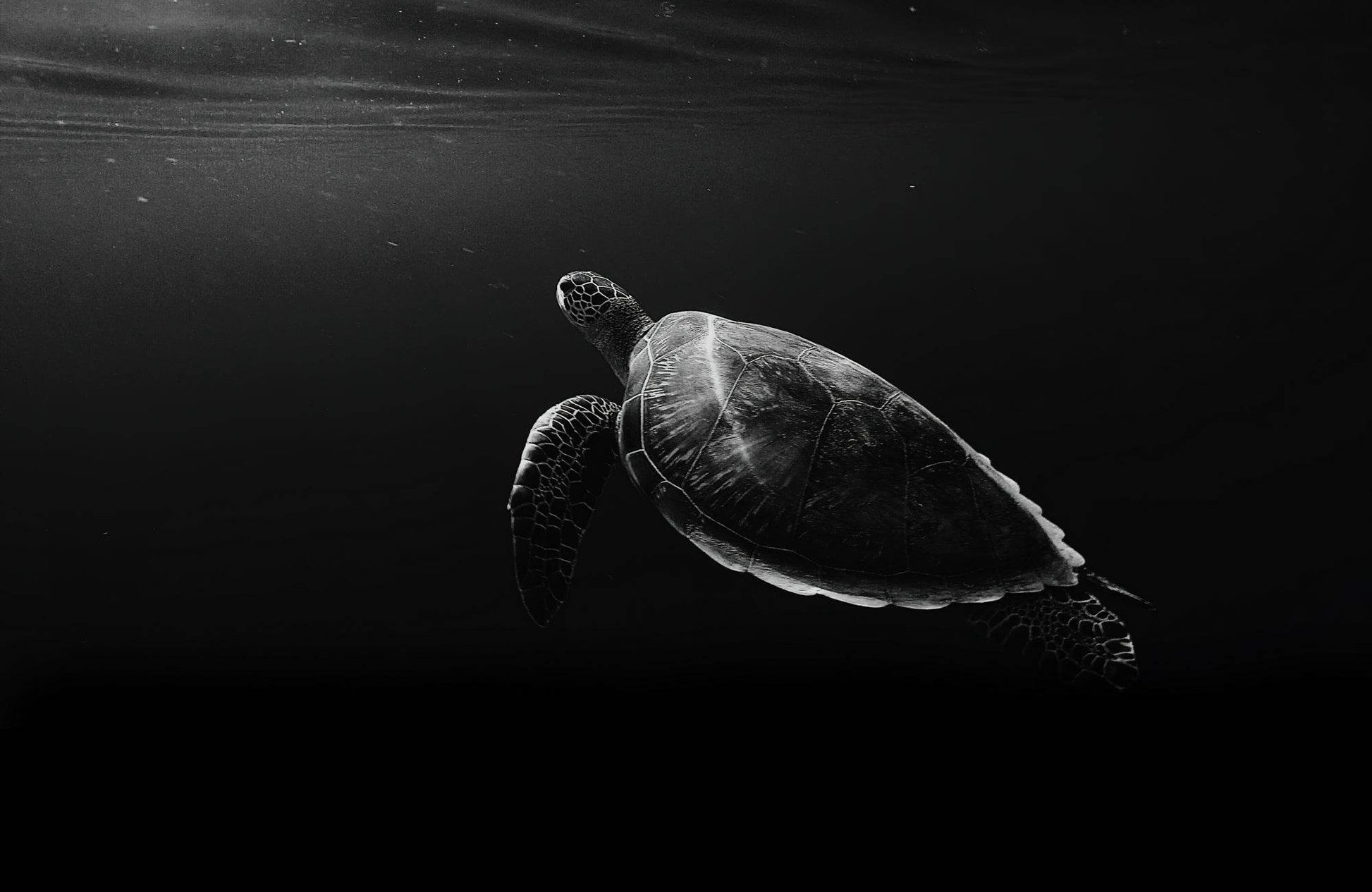 Green Sea Turtle Black & White Wall Art - beink online art store