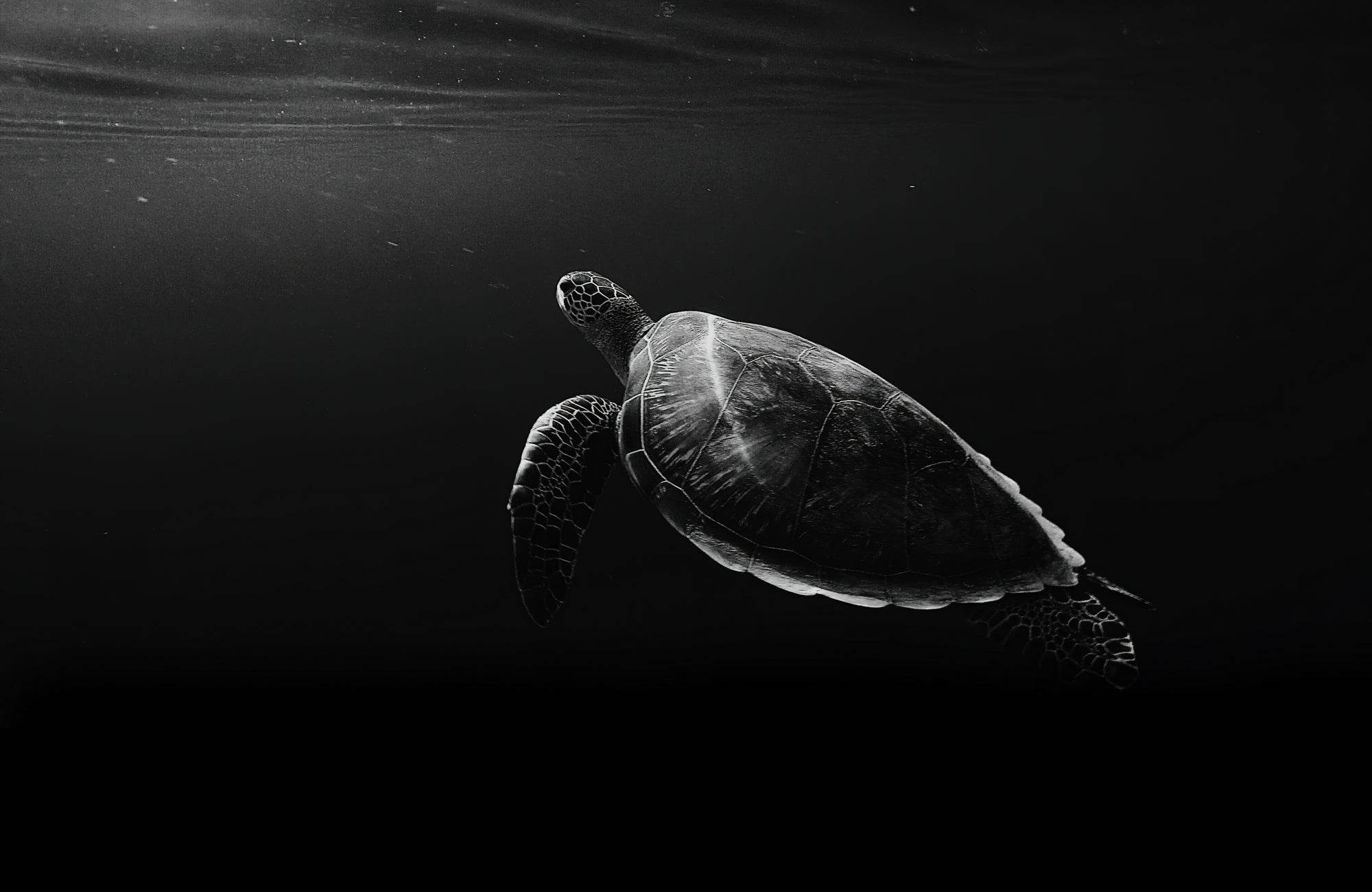 Green Sea Turtle Black & White Wall Art - beink online art store