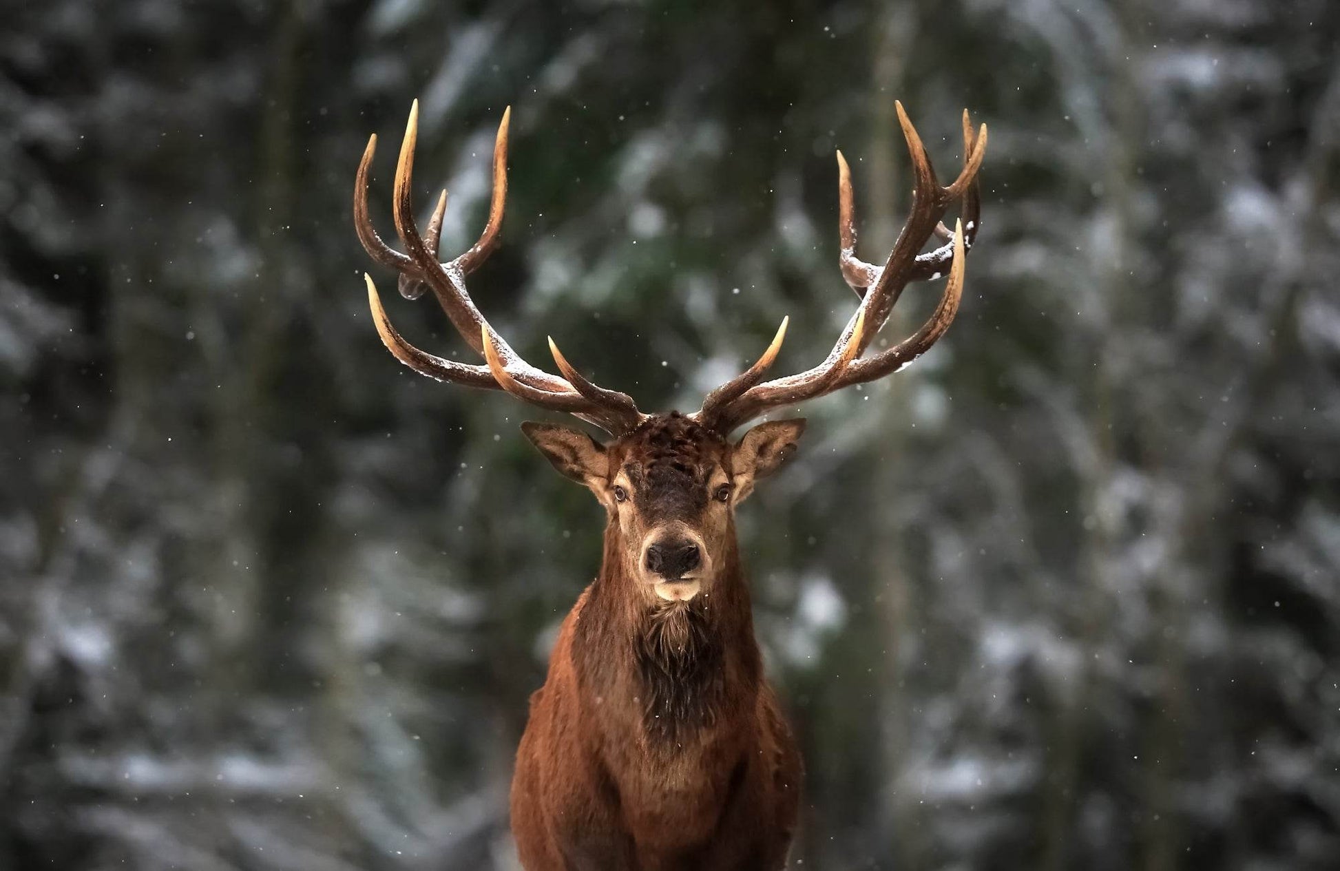 Red Deer in Winter Forest - beink online art store