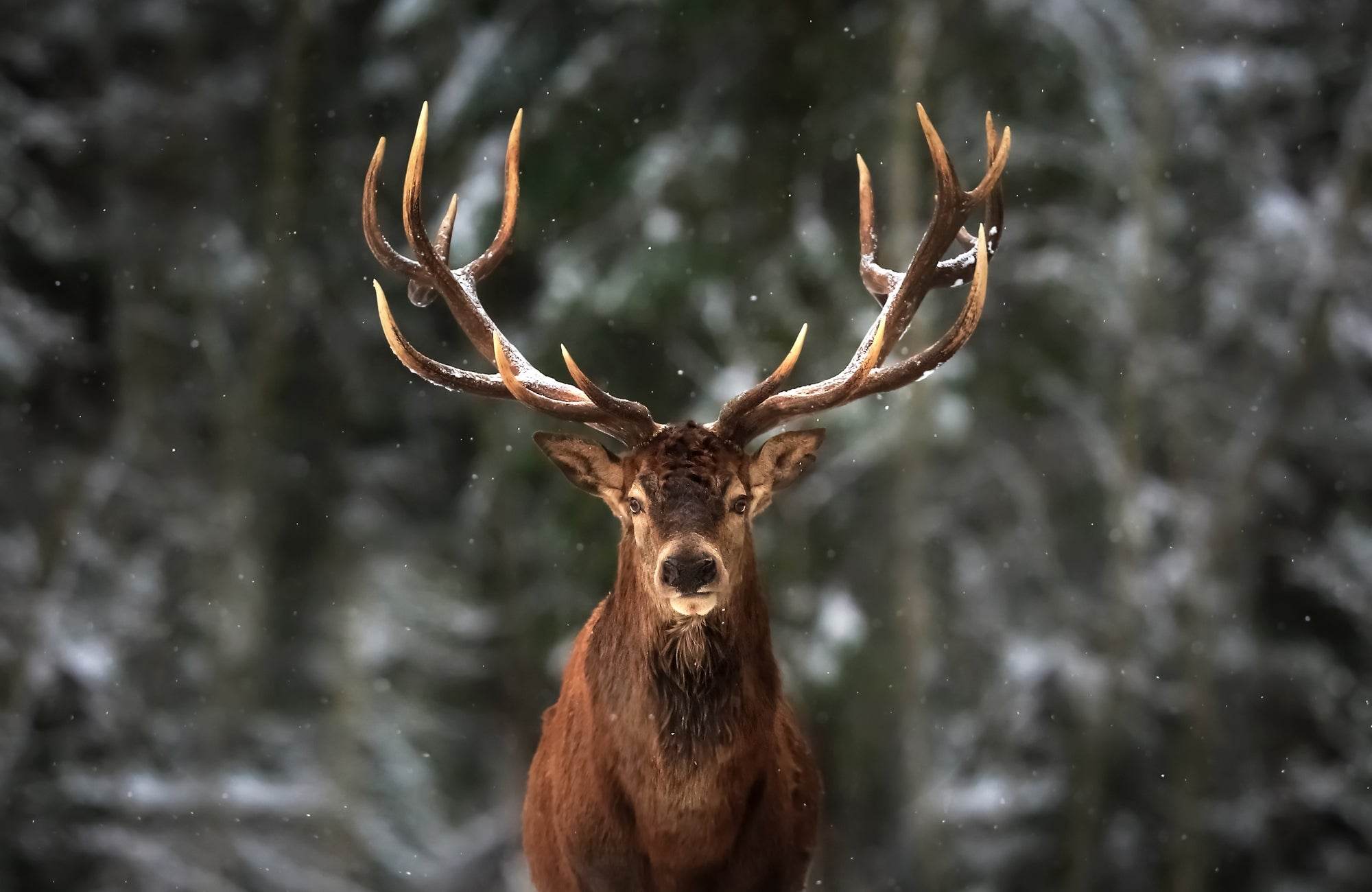Red Deer in Winter Forest - beink online art store
