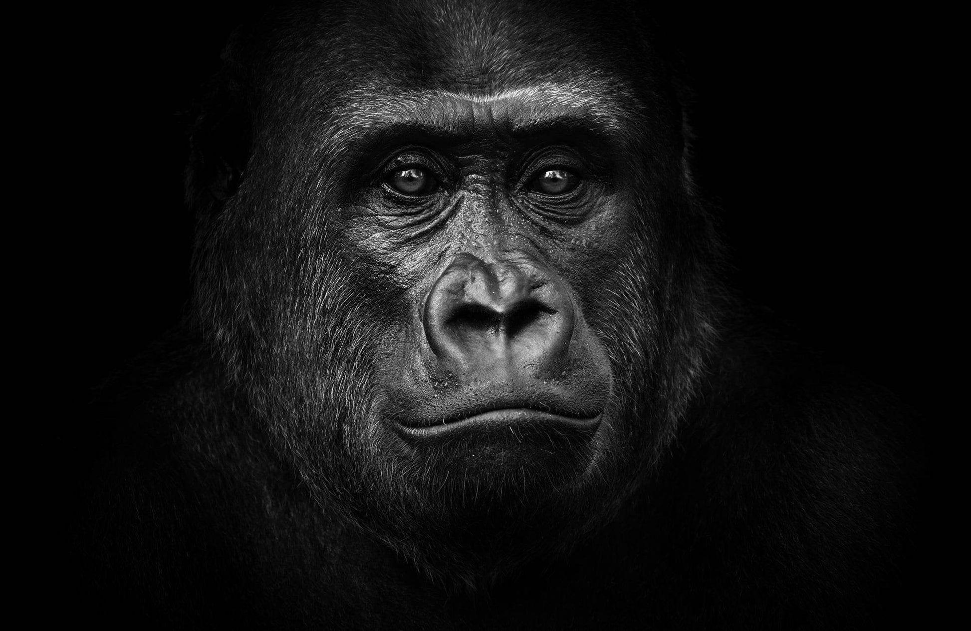 Gorilla Male Portrait on a Black Background - beink online art store