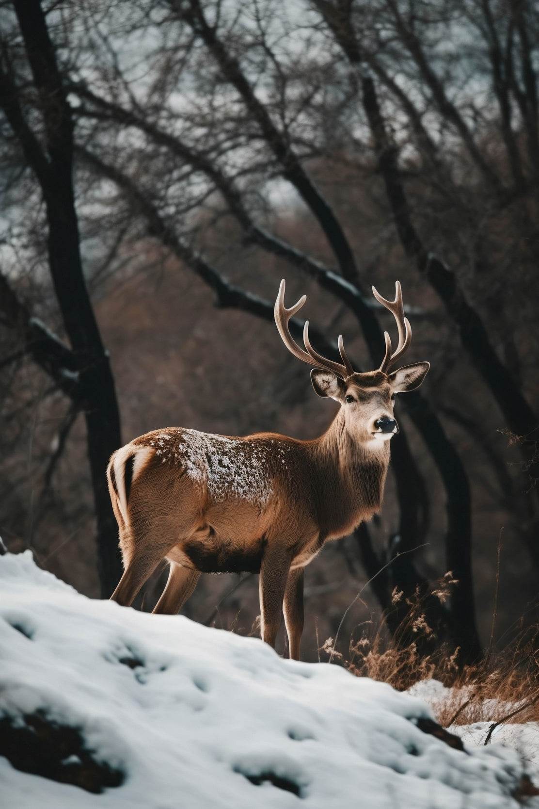 Bactrian Deer Animal Wall Art - beink online art store