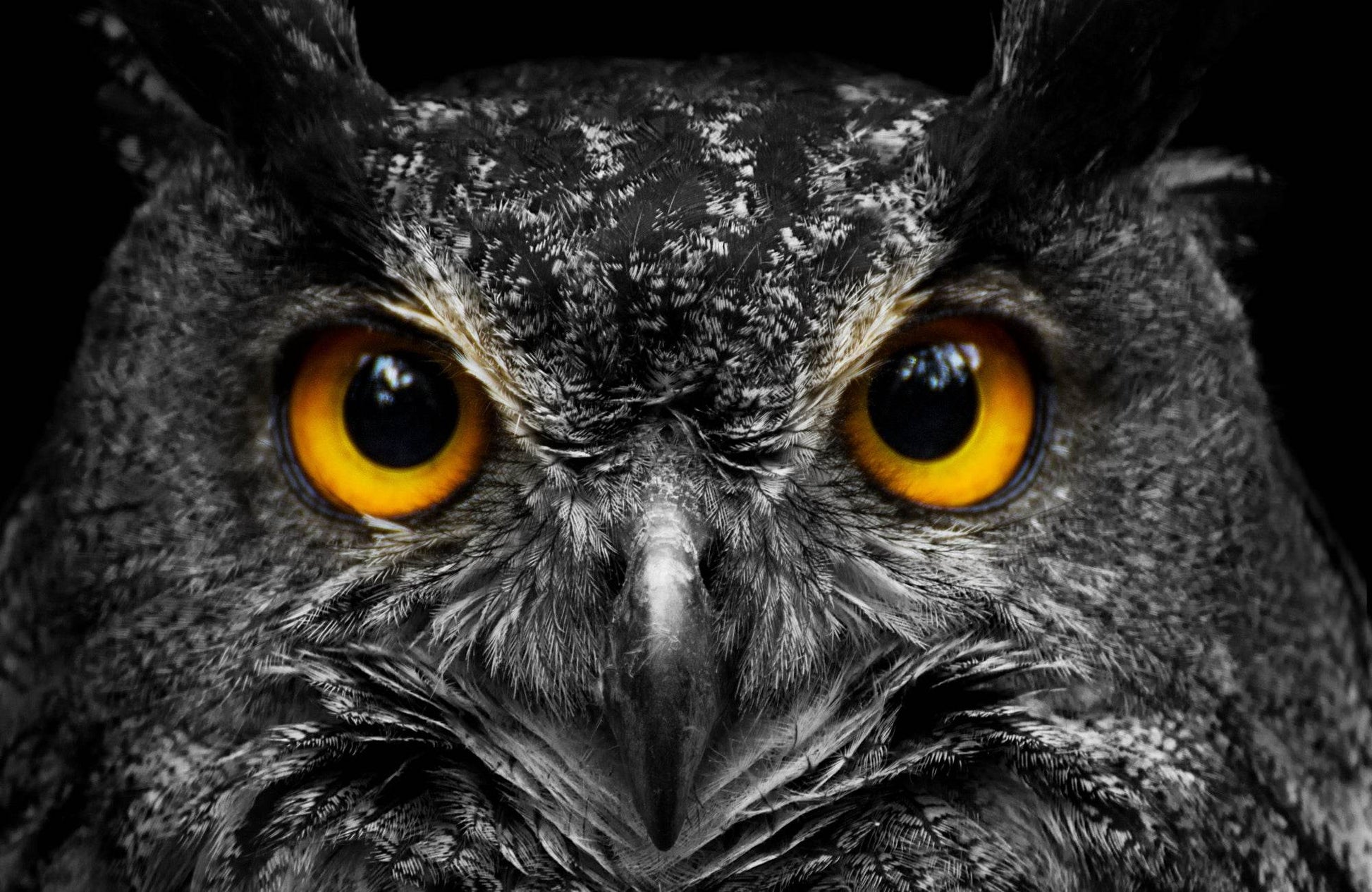 Closeup Picture of Eurasian Eagle Owl - beink online art store