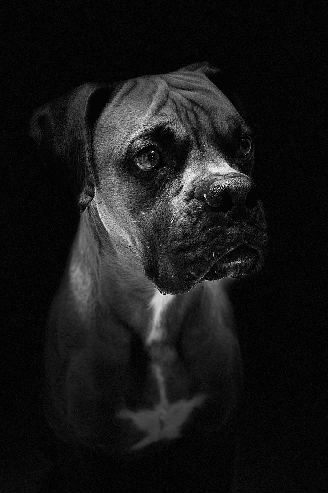 Boxer Dog Black & White Wall Art - beink online art store