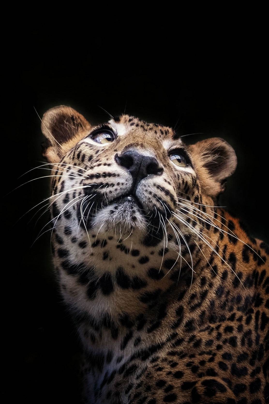 Sri Lankan Leopard Animal Wall Art - beink online art store