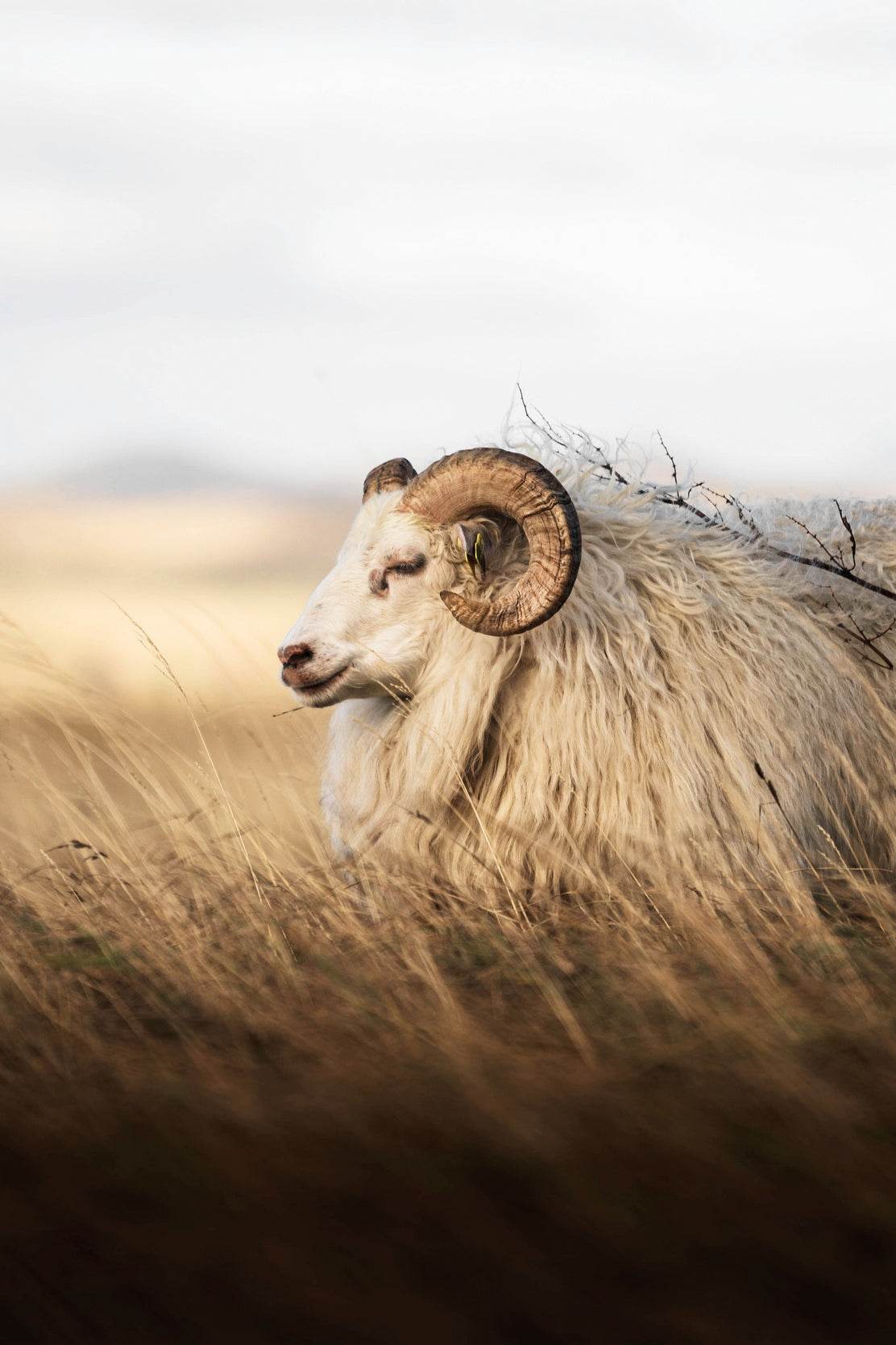 Icelandic Sheep Animal Wall Art - beink online art store