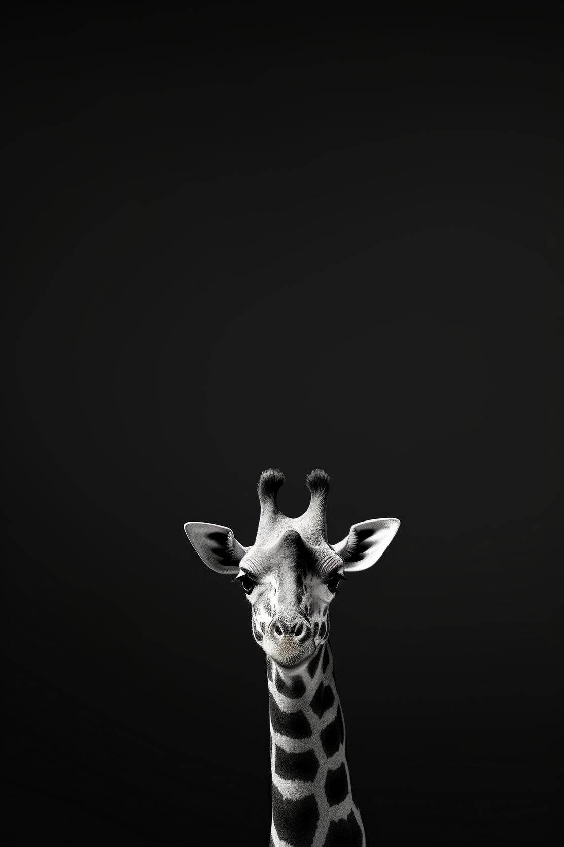 Northern Giraffe Black & White Wall Art - beink online art store
