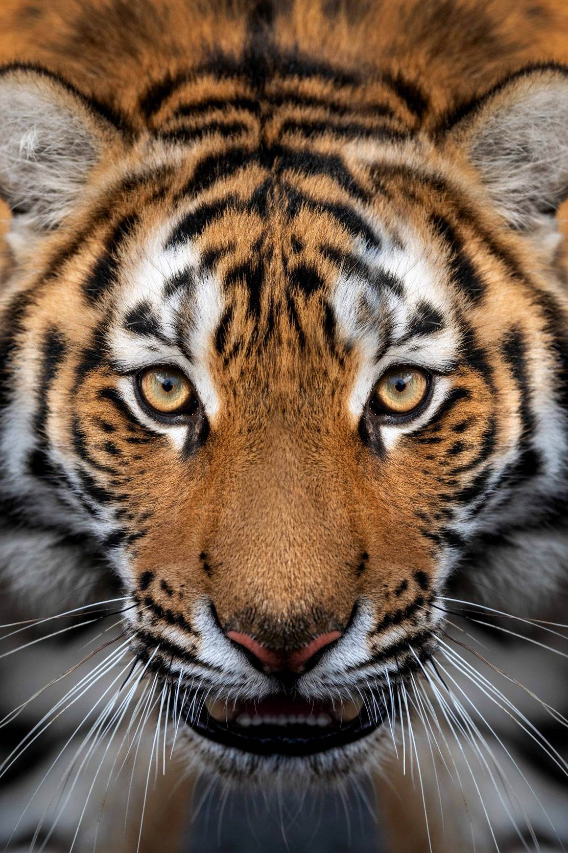 Siberian Tiger Animal Wall Art - beink online art store