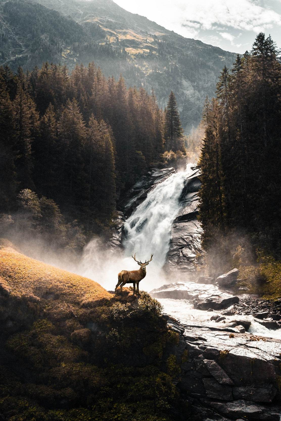 Scottish Red Deer Animal Wall Art - beink online art store