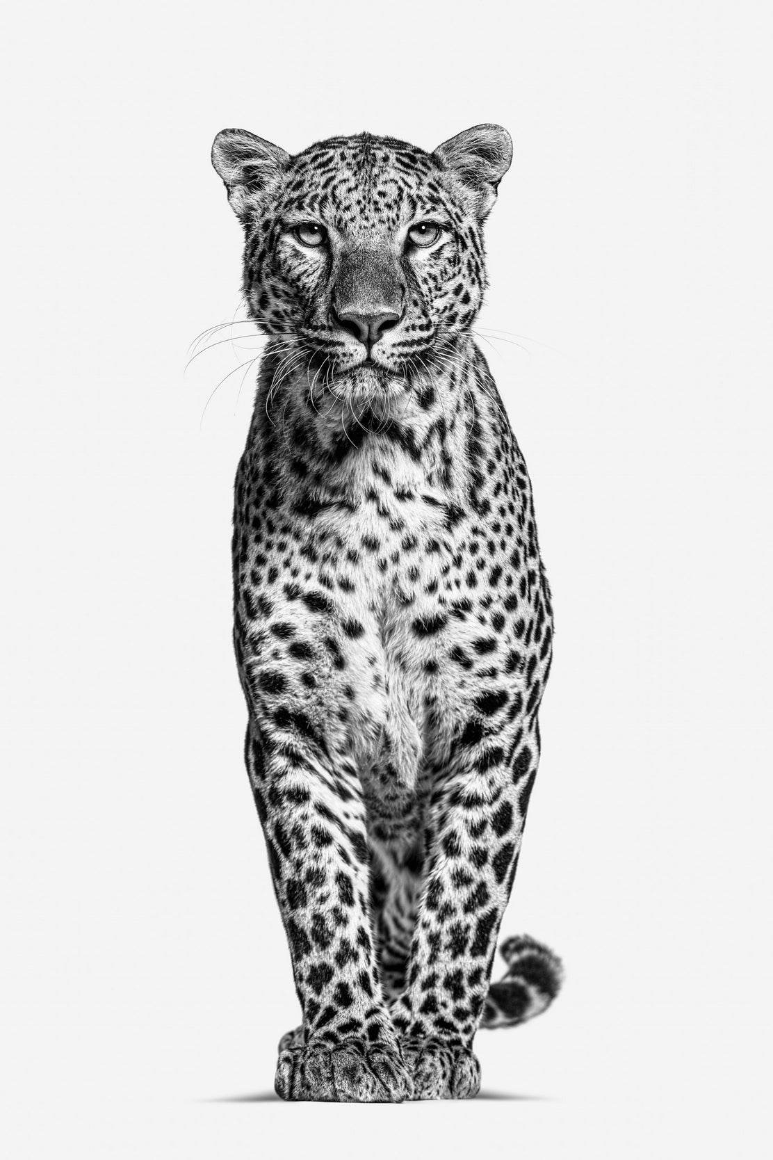 Leopard Black & White Animal Wall Art - beink online art store