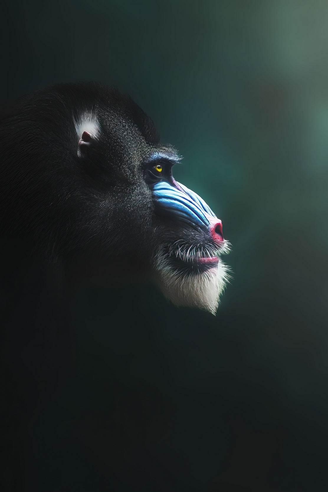 Mandrill Monkey Animal Wall Art - beink online art store