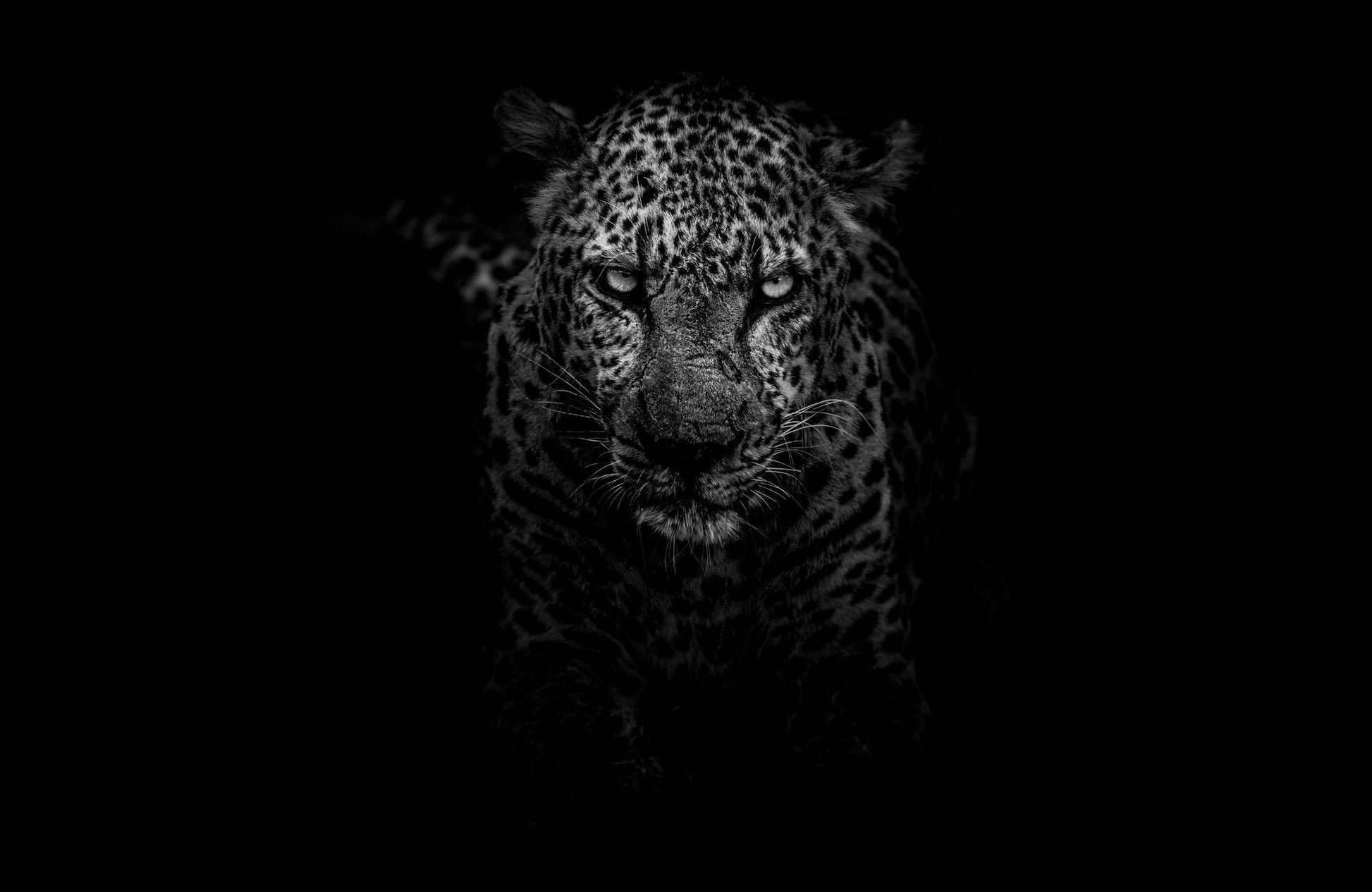 African Leopard Black & White Wall Art - beink online art store