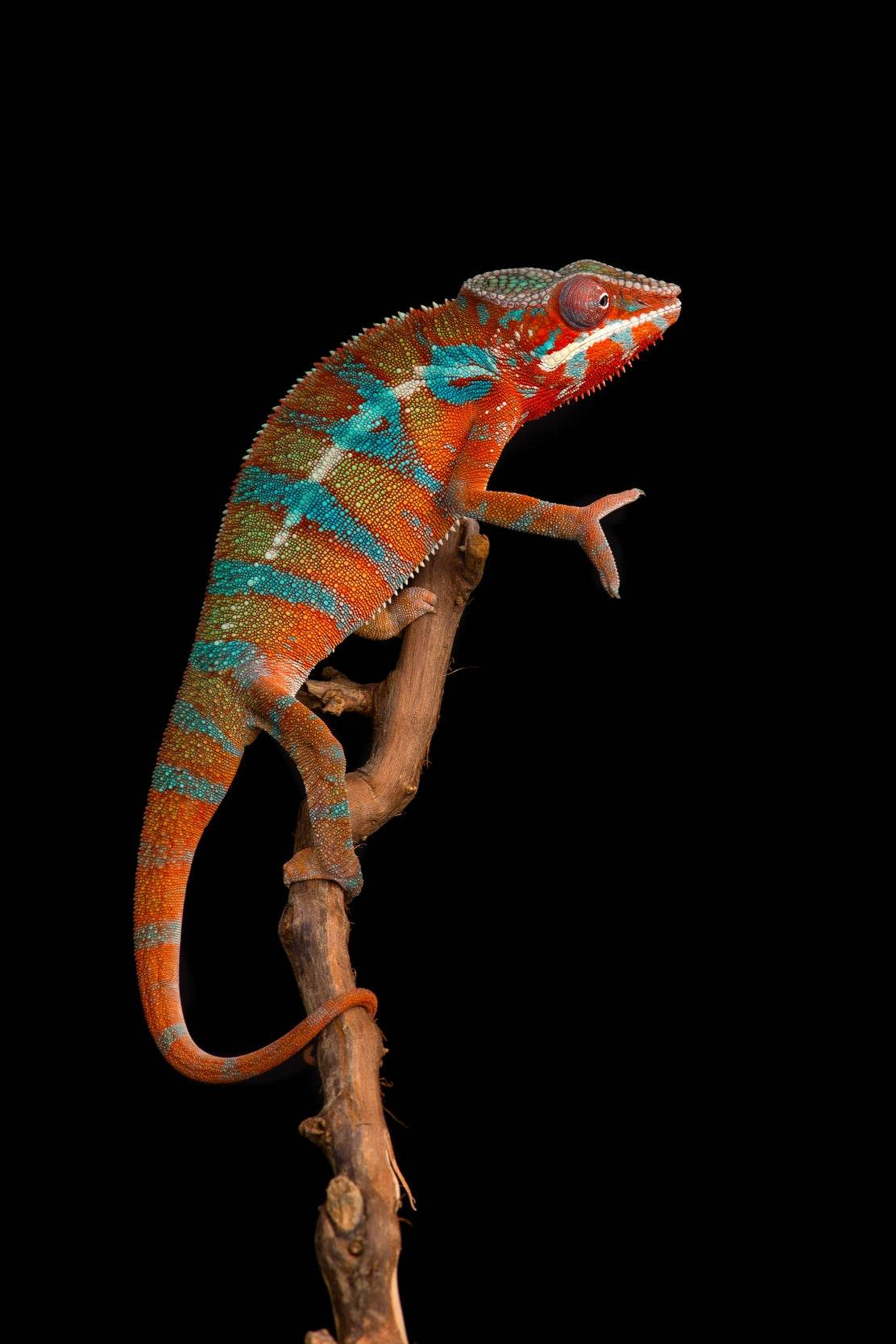 Panther Chameleon Animal Wall Art - beink online art store