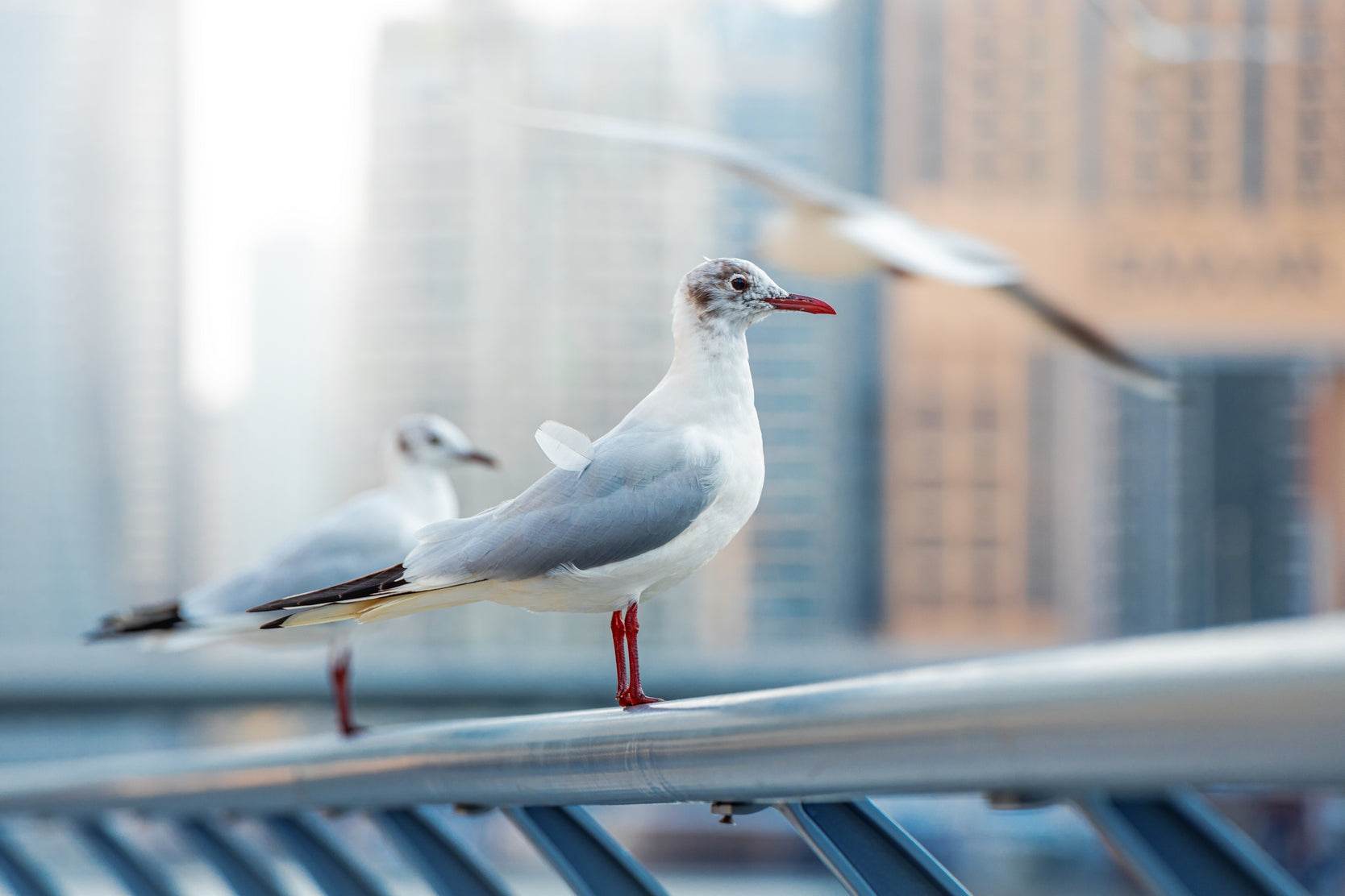 Birds of UAE Wall Art - beink online art store
