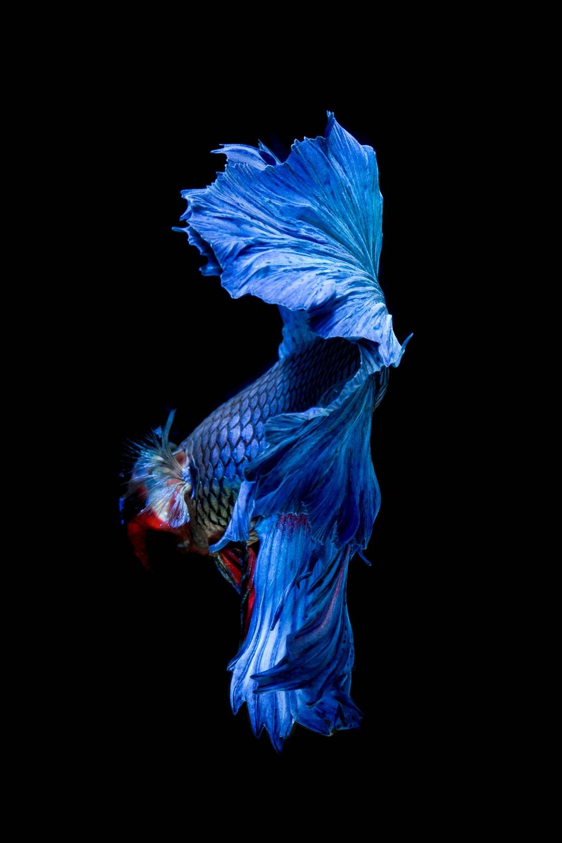 Siamese Fighting Fish Animal Wall Art - beink online art store