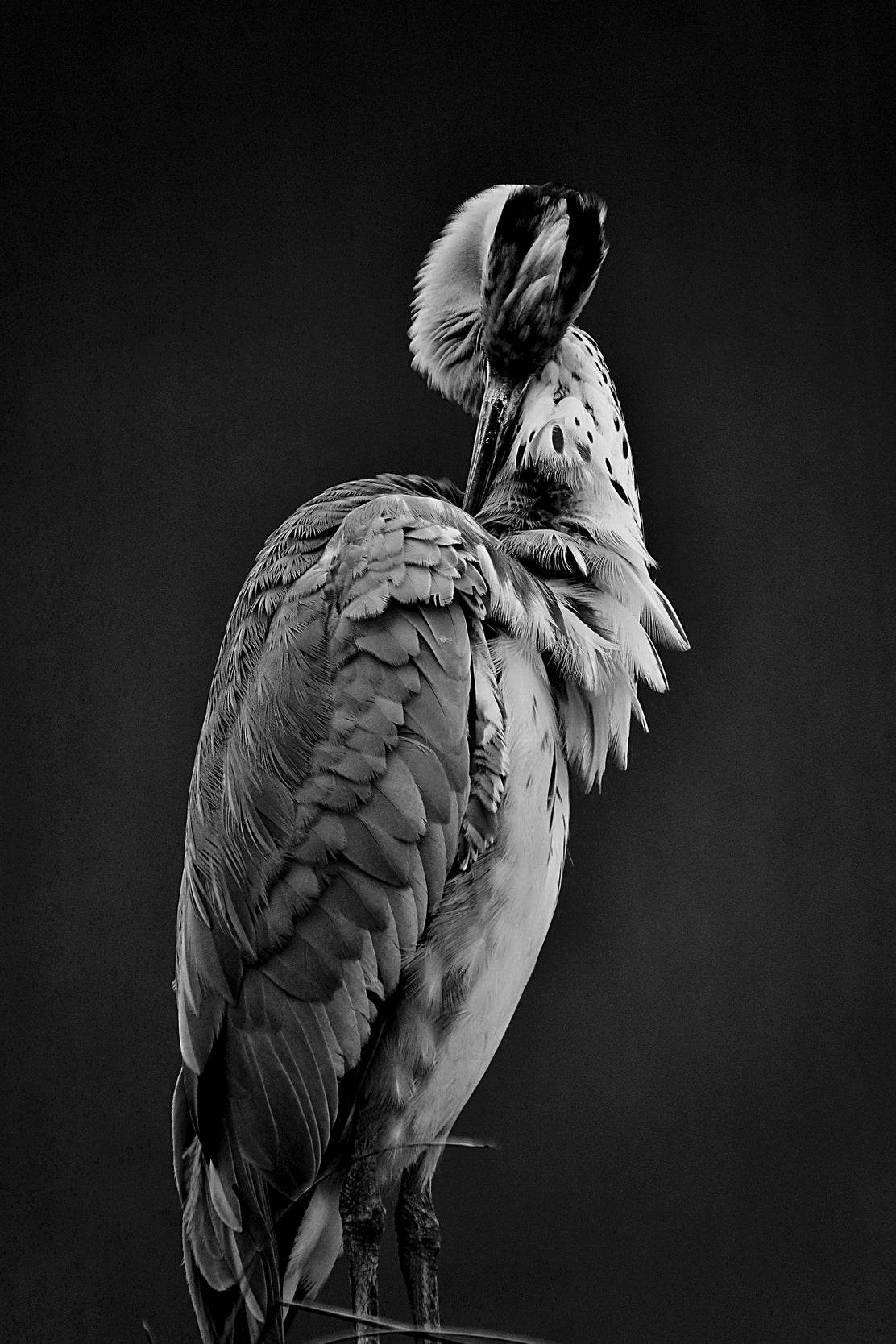 Spoonbills Black & White Wall Art - beink online art store