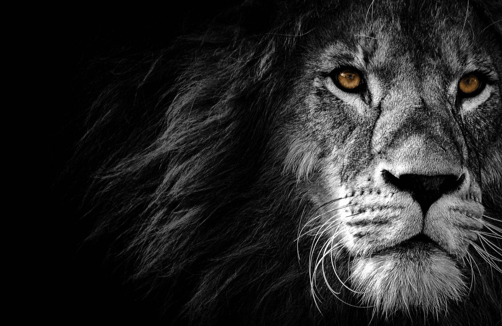 Barbary Lion Black & White Wall Art - beink online art store