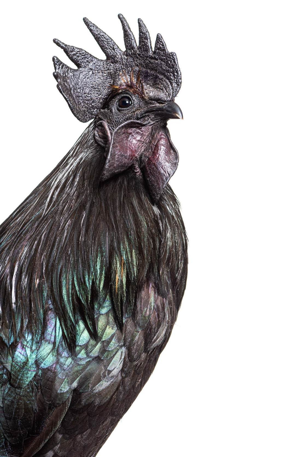 Ayam Cemani Bird Wall Art - beink online art store