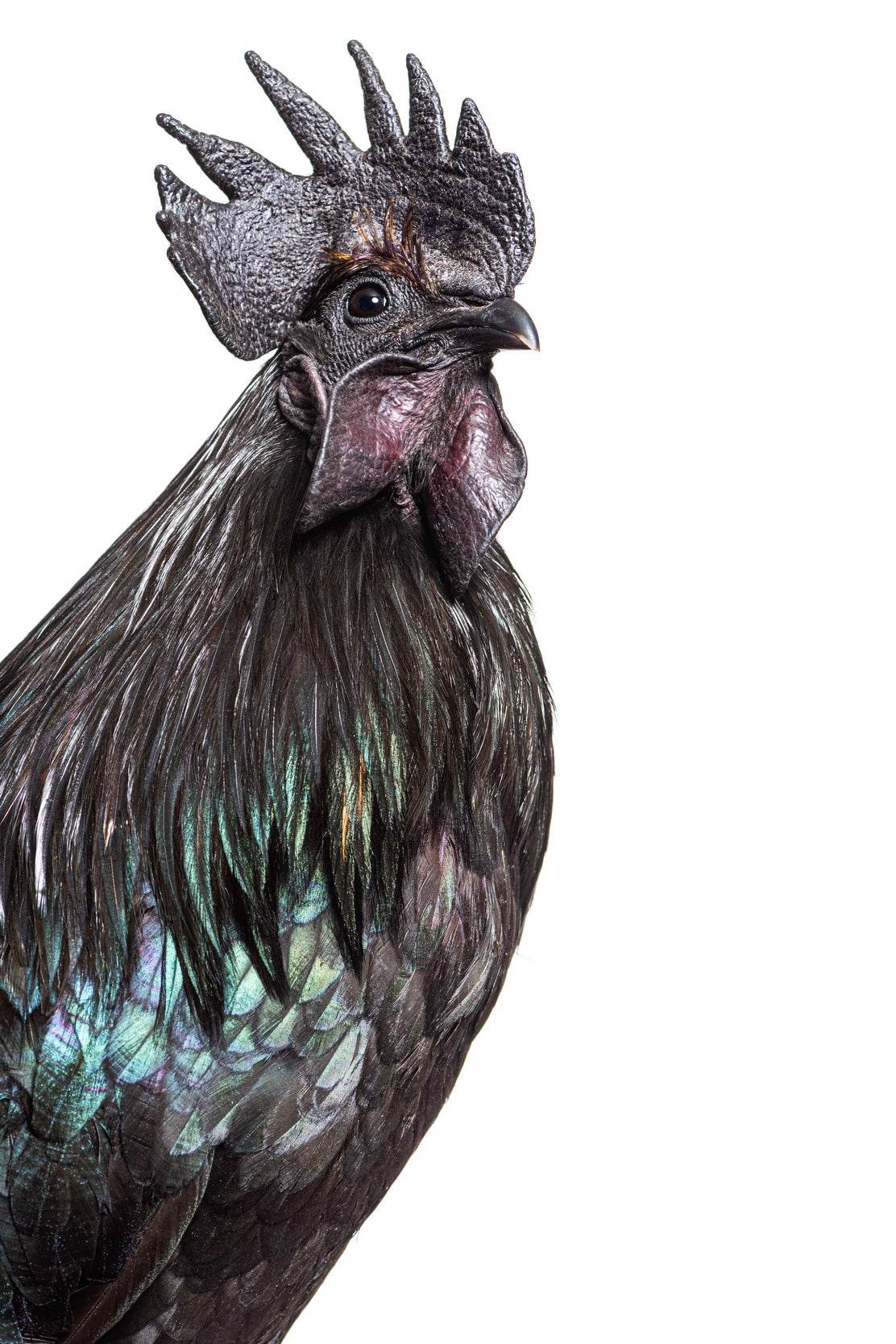 Ayam Cemani Bird Wall Art - beink online art store