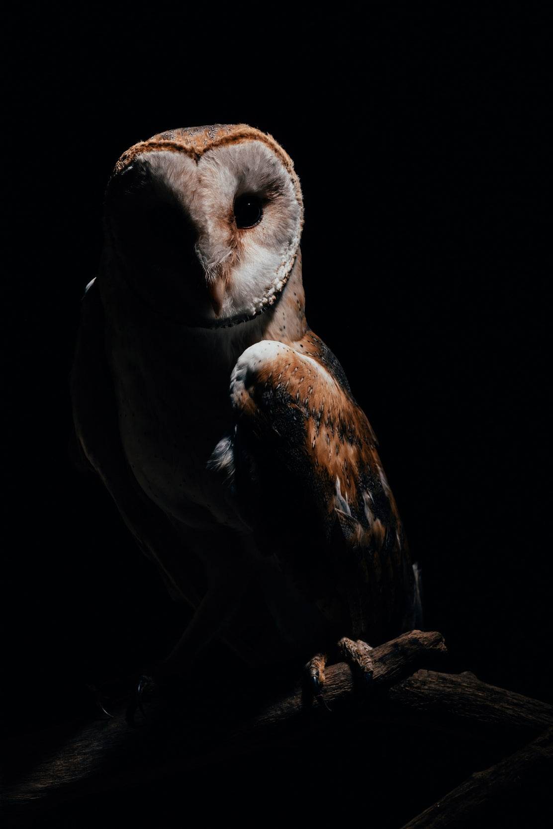 Barn Owl Bird Wall Art - beink online art store