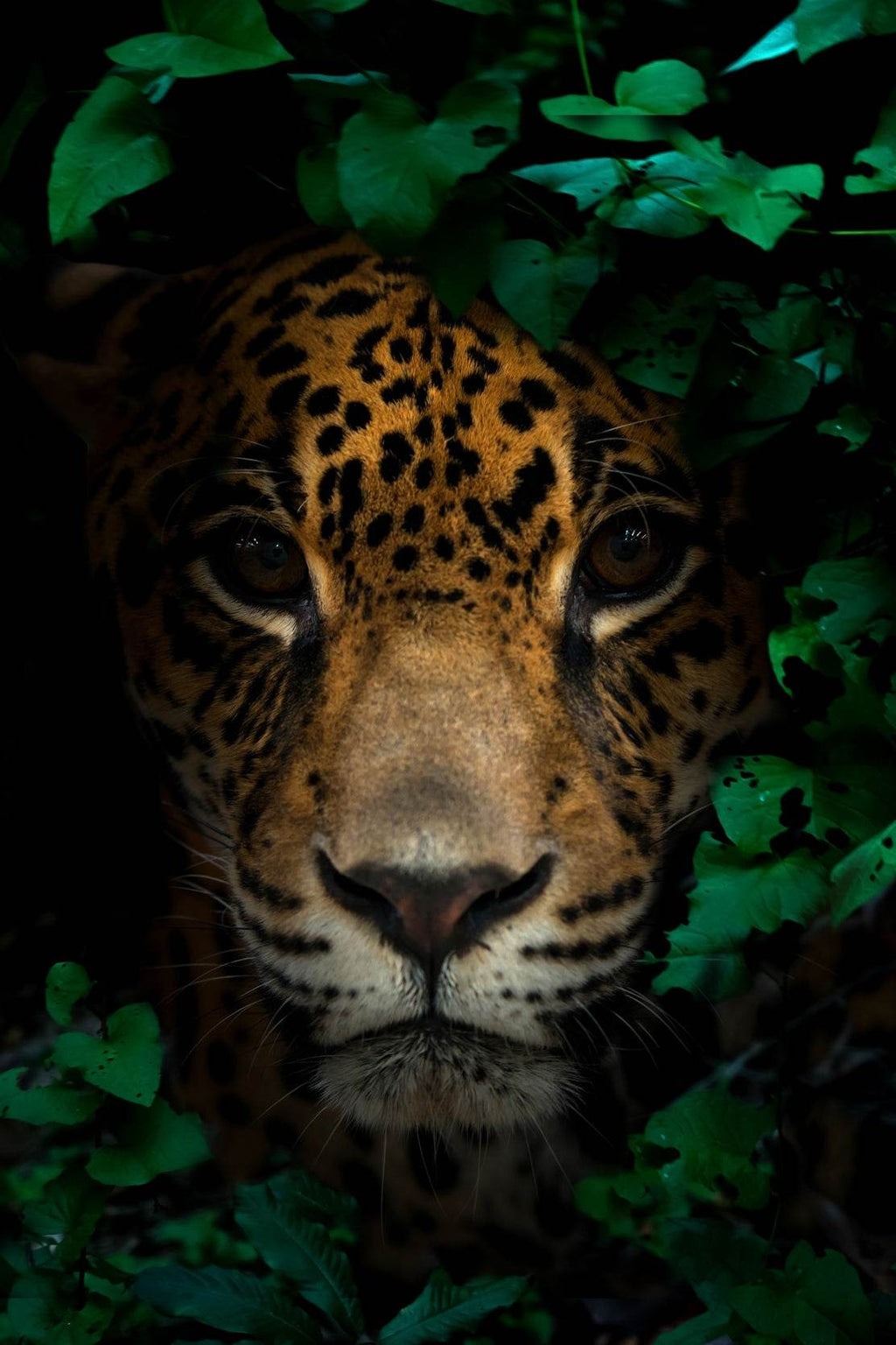 Leopard Animal Wall Art - beink online art store
